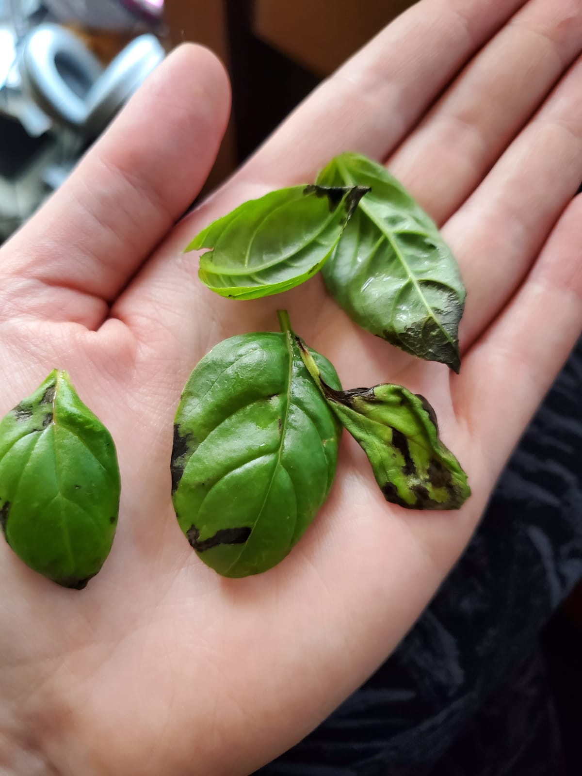 Black spots on basil. What is this and what can I do? This happened