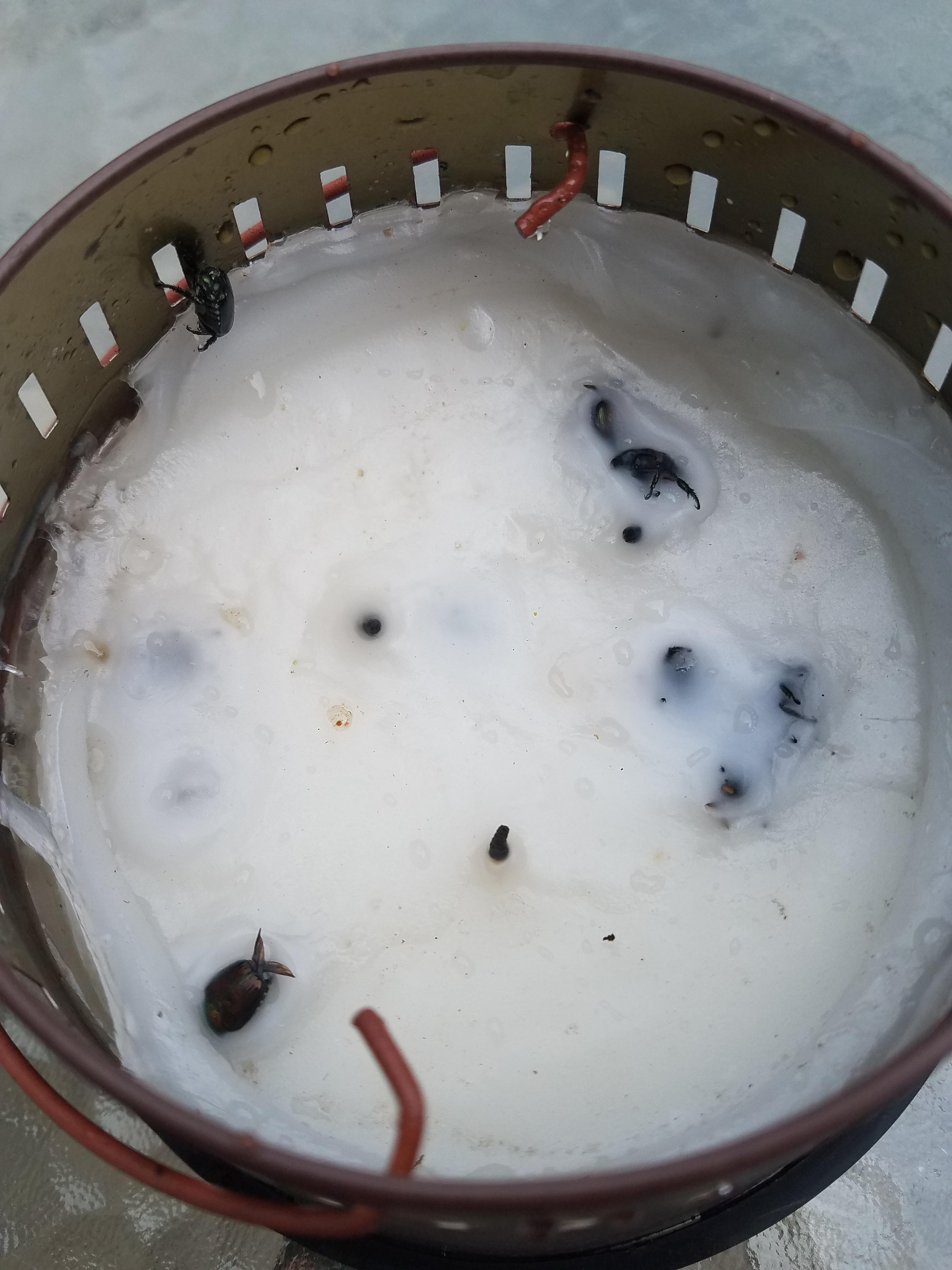 Left my citronella candle lit all night and the attracted june bugs got