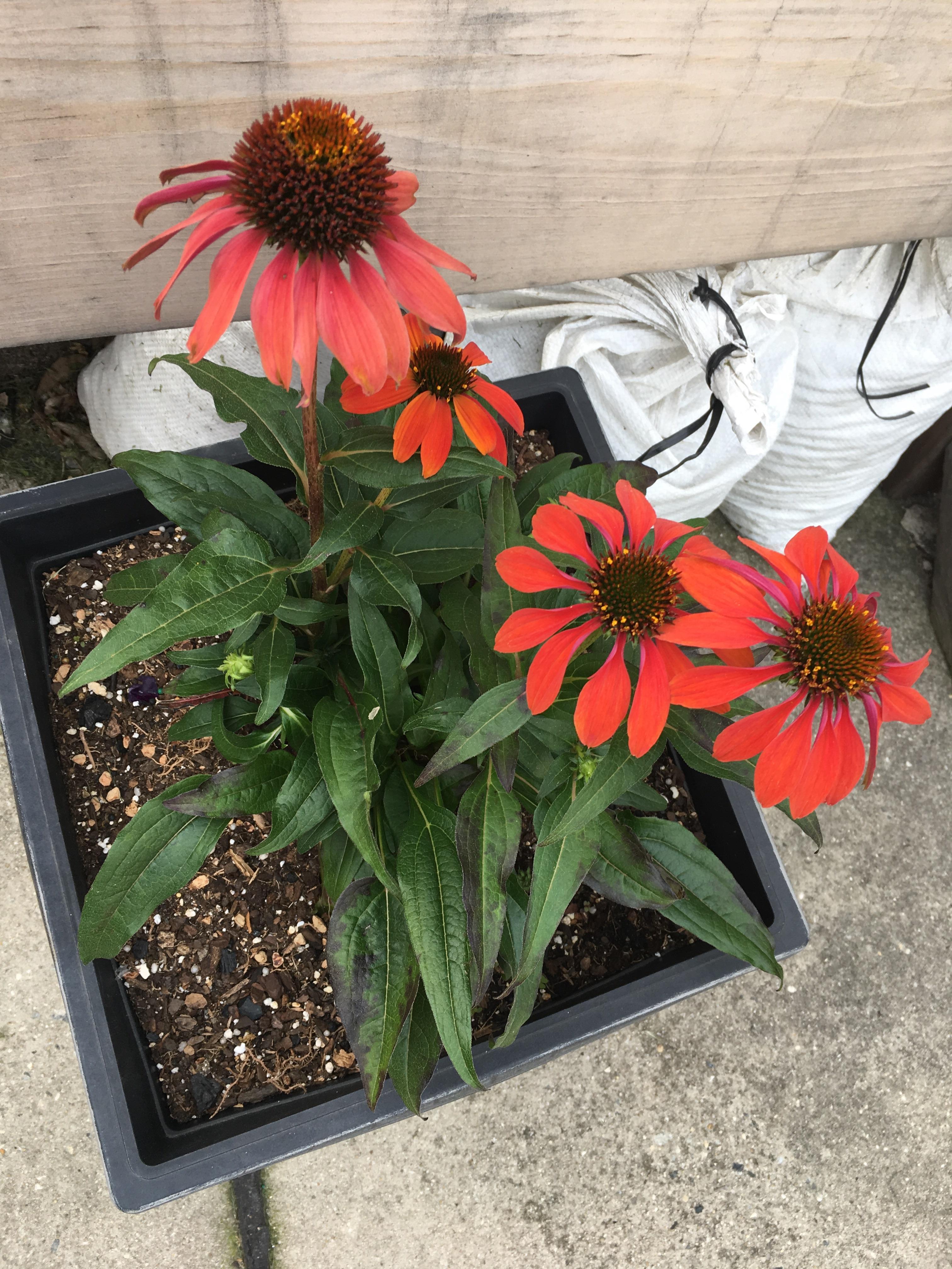 Help! What are these spots on my cone flowers and how do I stop them