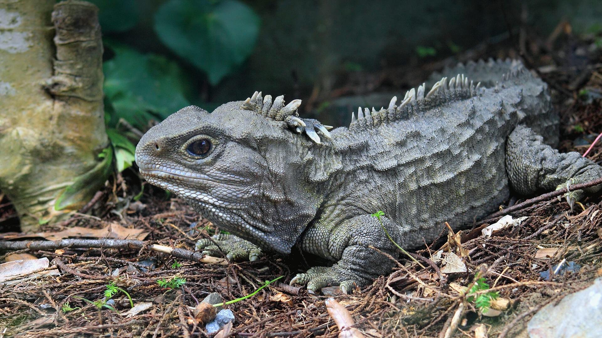 Brothers Island Tuatara! Can live over 100 years of age, and are
