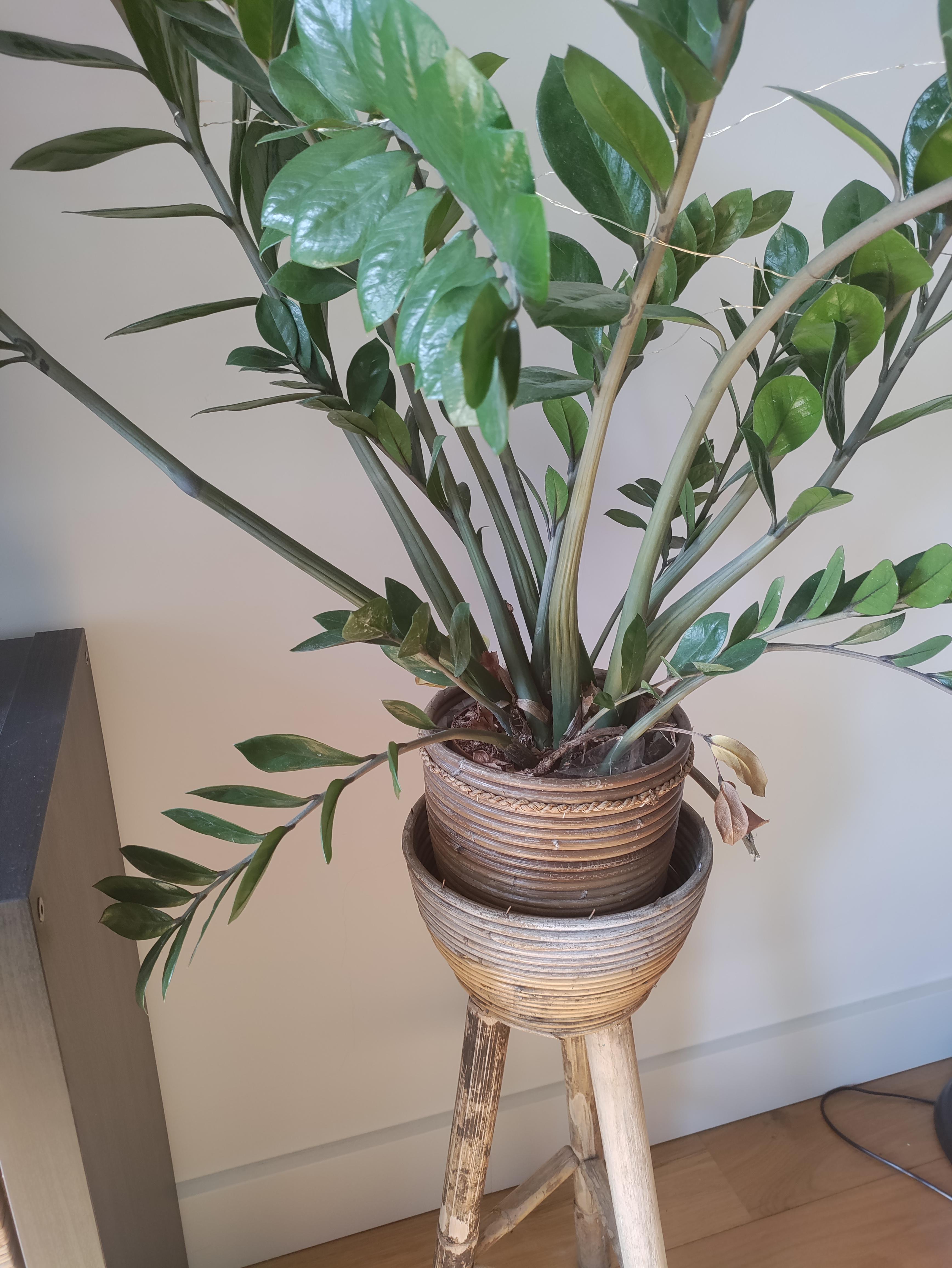 Does my zzplant need repotting? Droopy stems and brown leaves at the