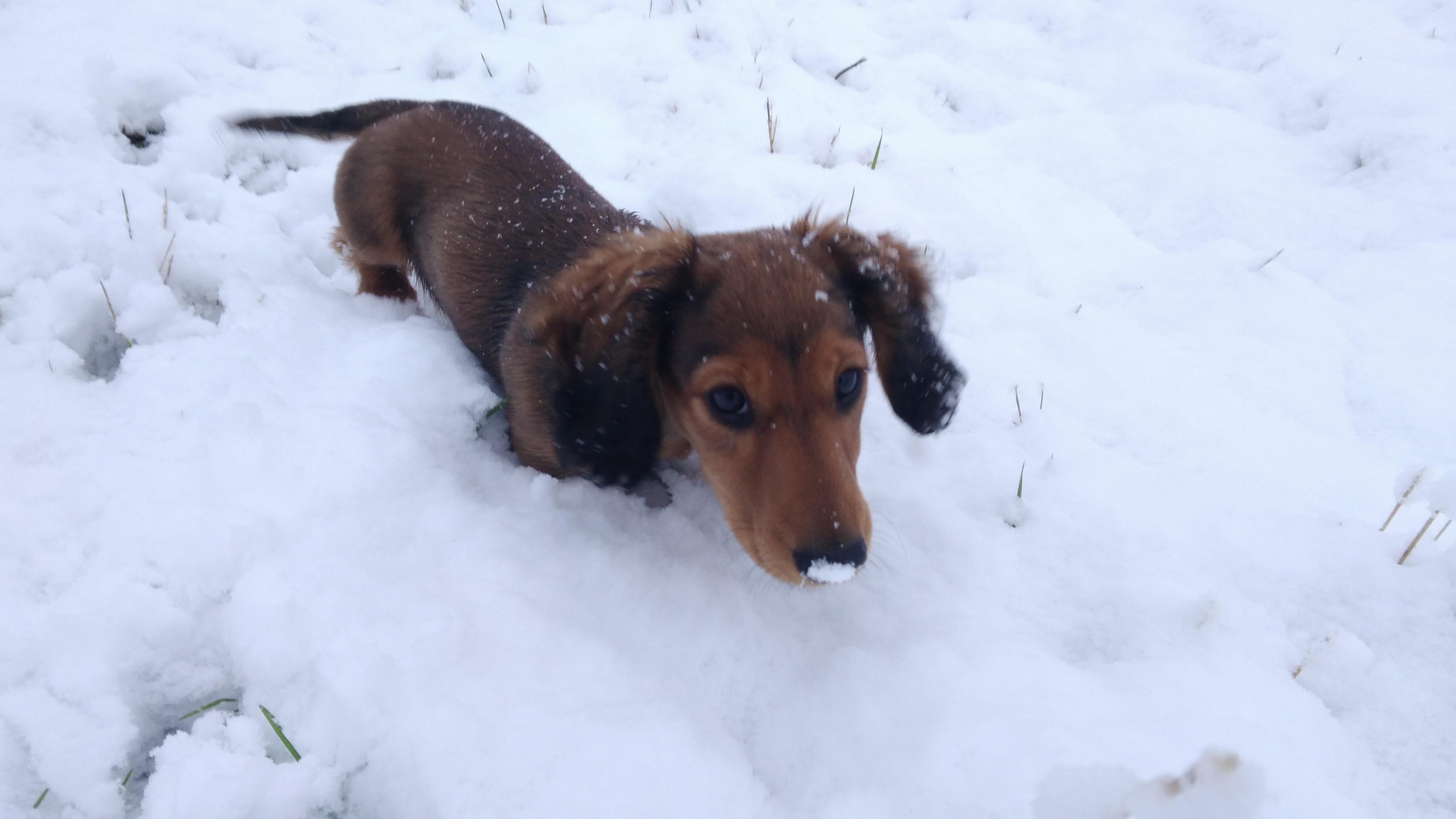 Her first snow. r/Dachshund
