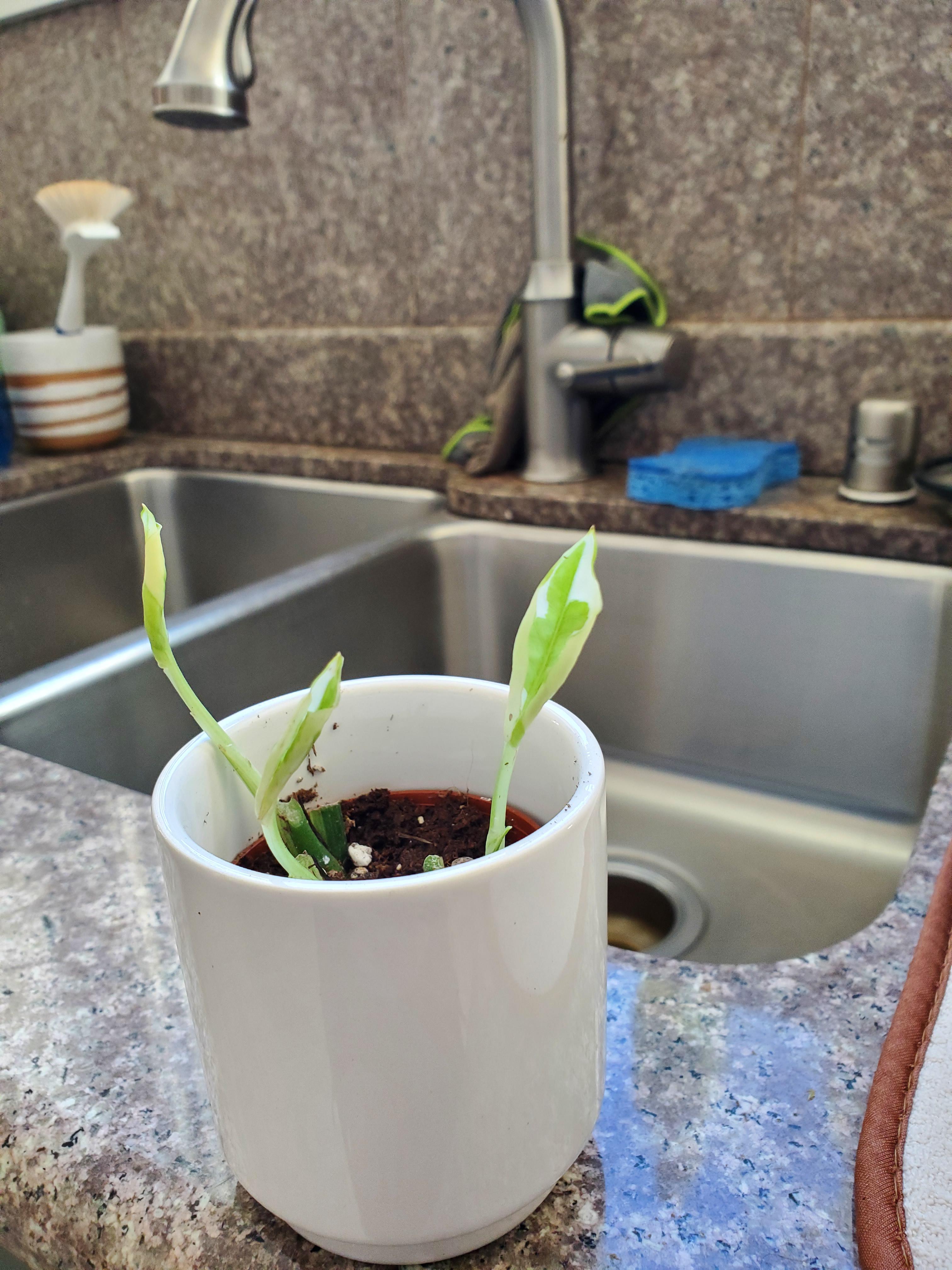 What plant is this and how do I take care of it? r/houseplants