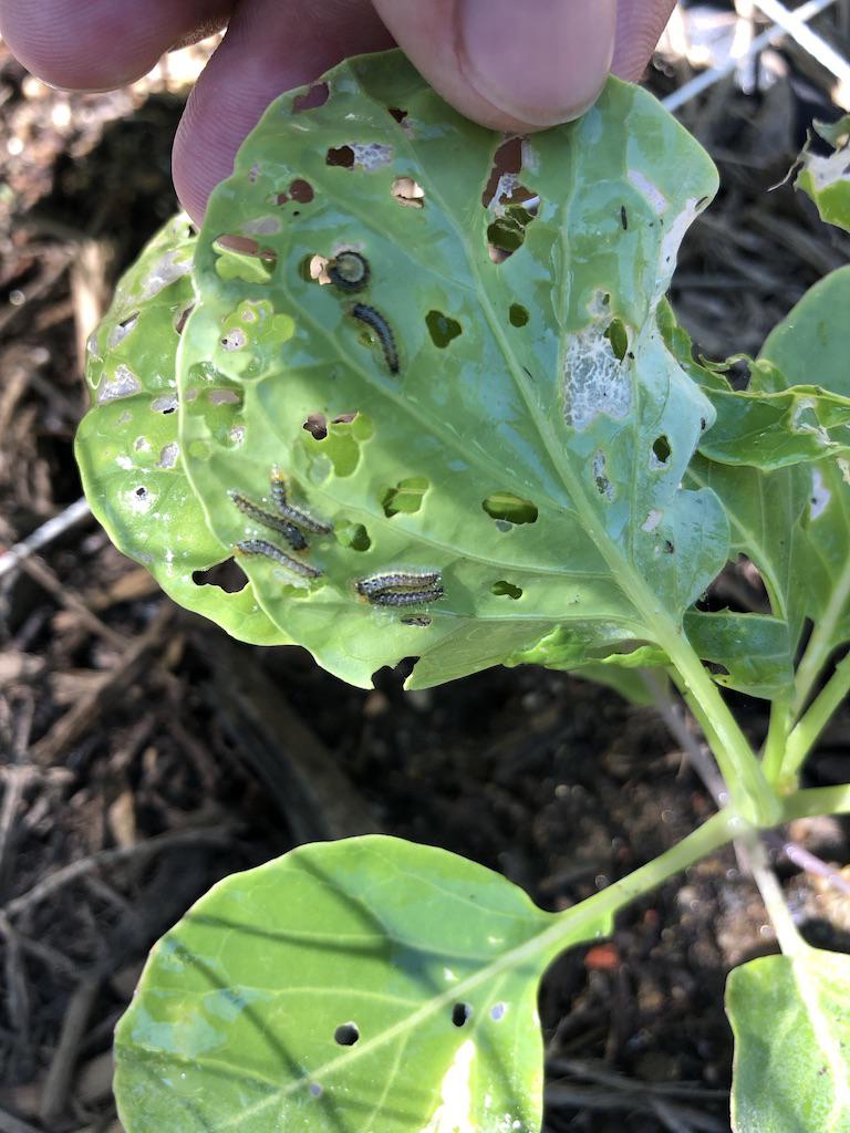 What are these eating my broccoli leaves? r/gardening