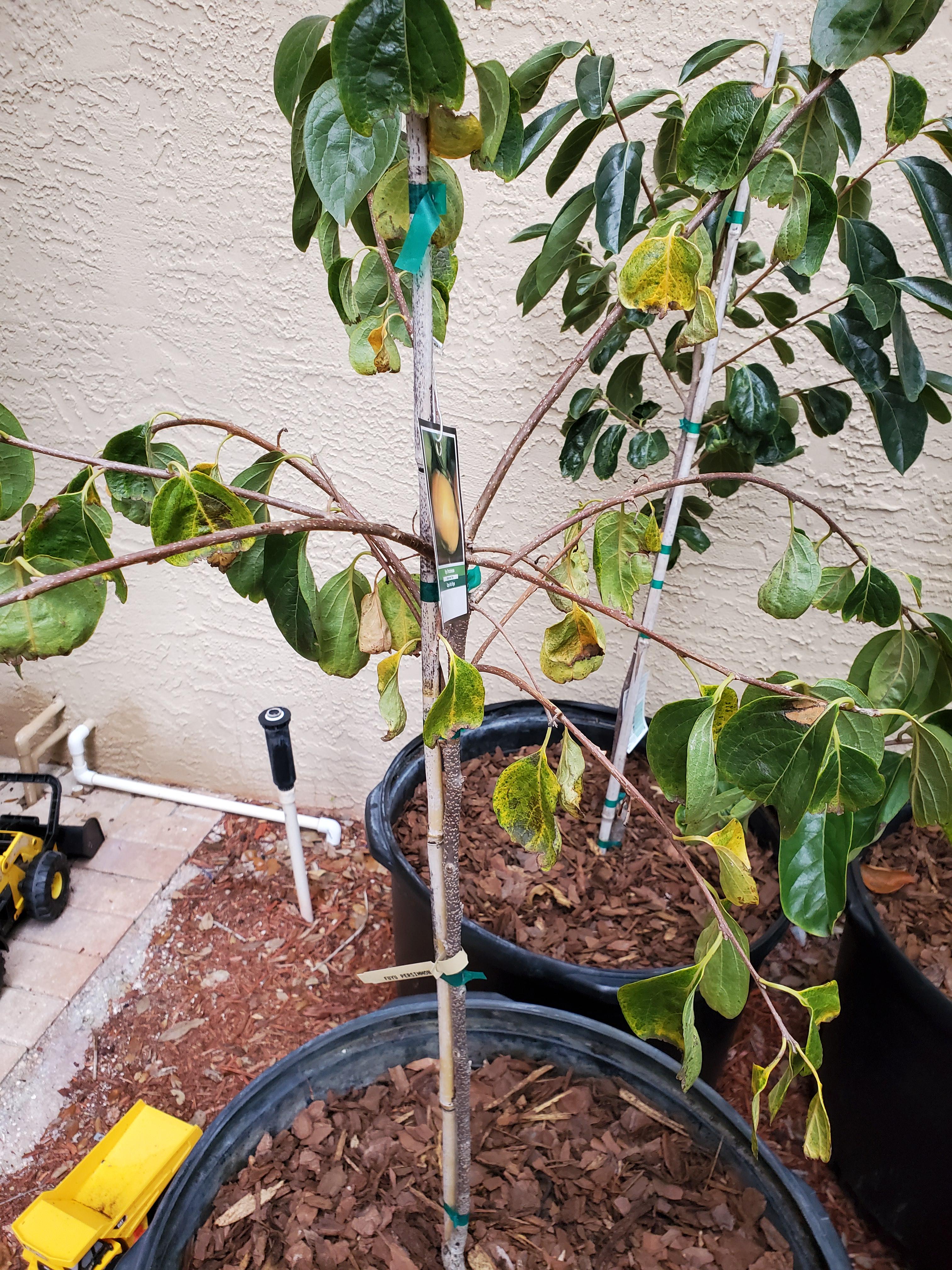Help with Fuyu persimmon trees needed. I'm in Central FL. Getting