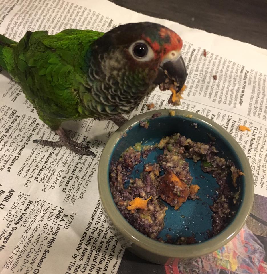 This sweet potato is so good that I am ANGERY about it r/parrots