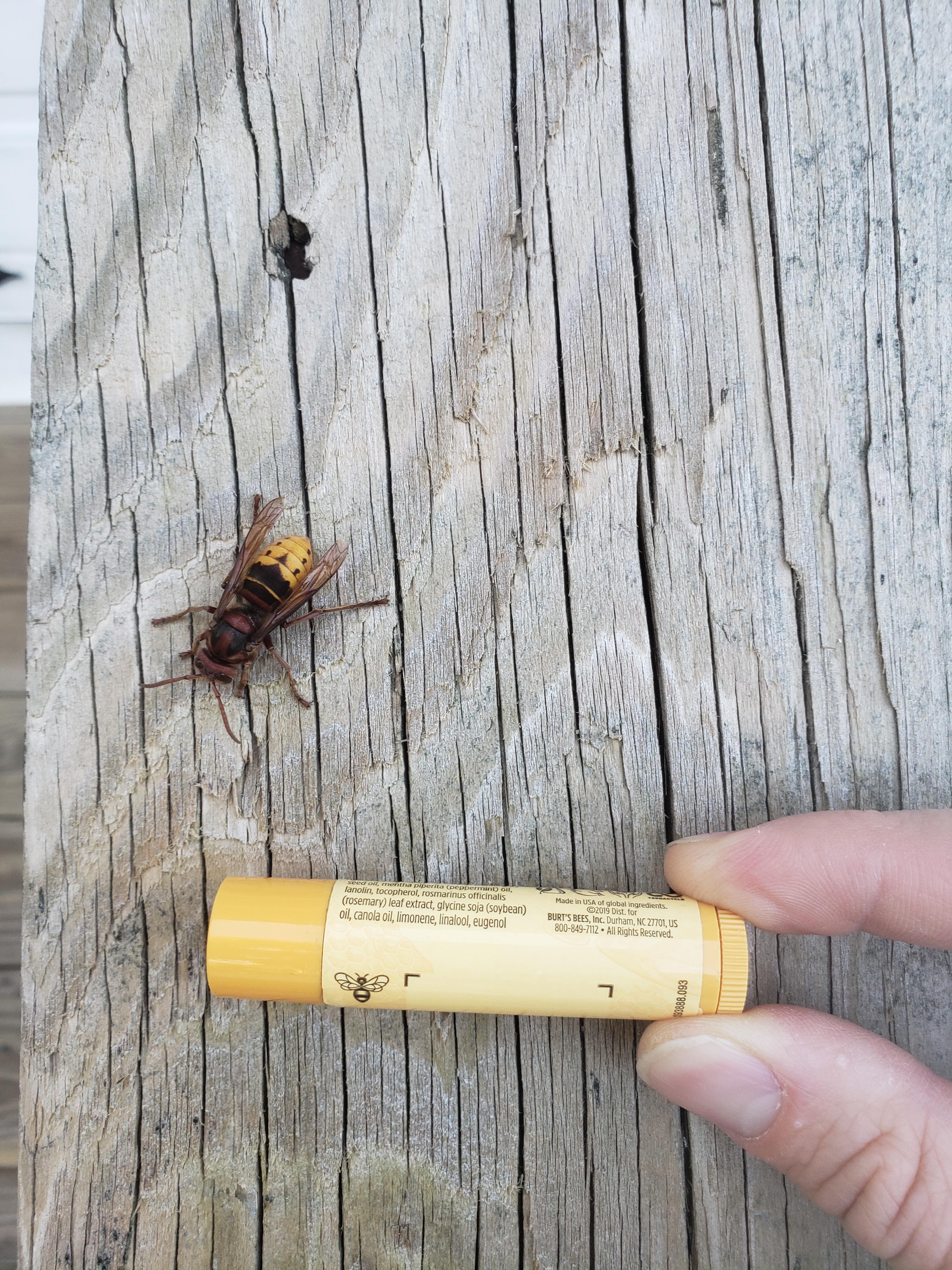 Just saw this big ol' bee in my backyard. Burt's Bees chapstick for