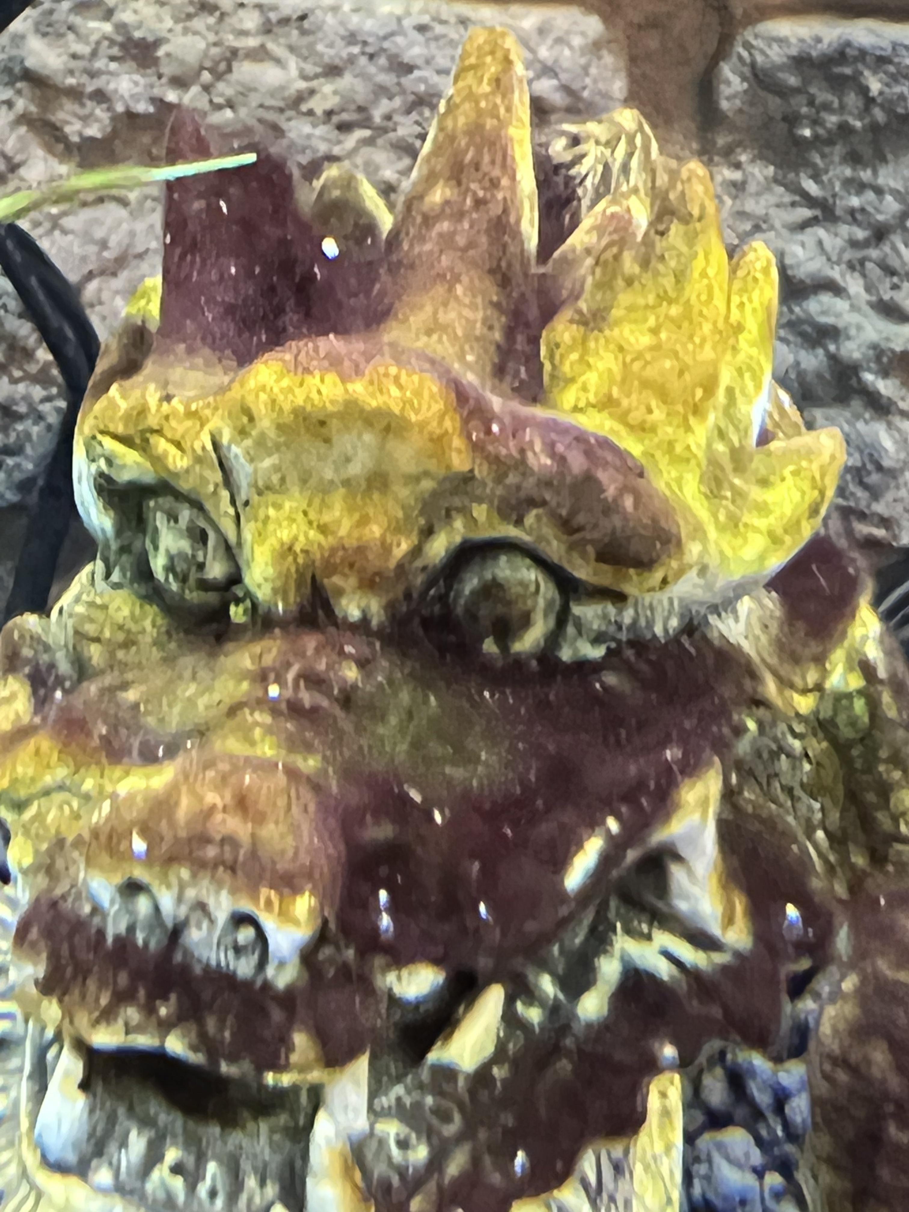 How to handle, treat, or remove diatoms / brown algae? r/Aquariums