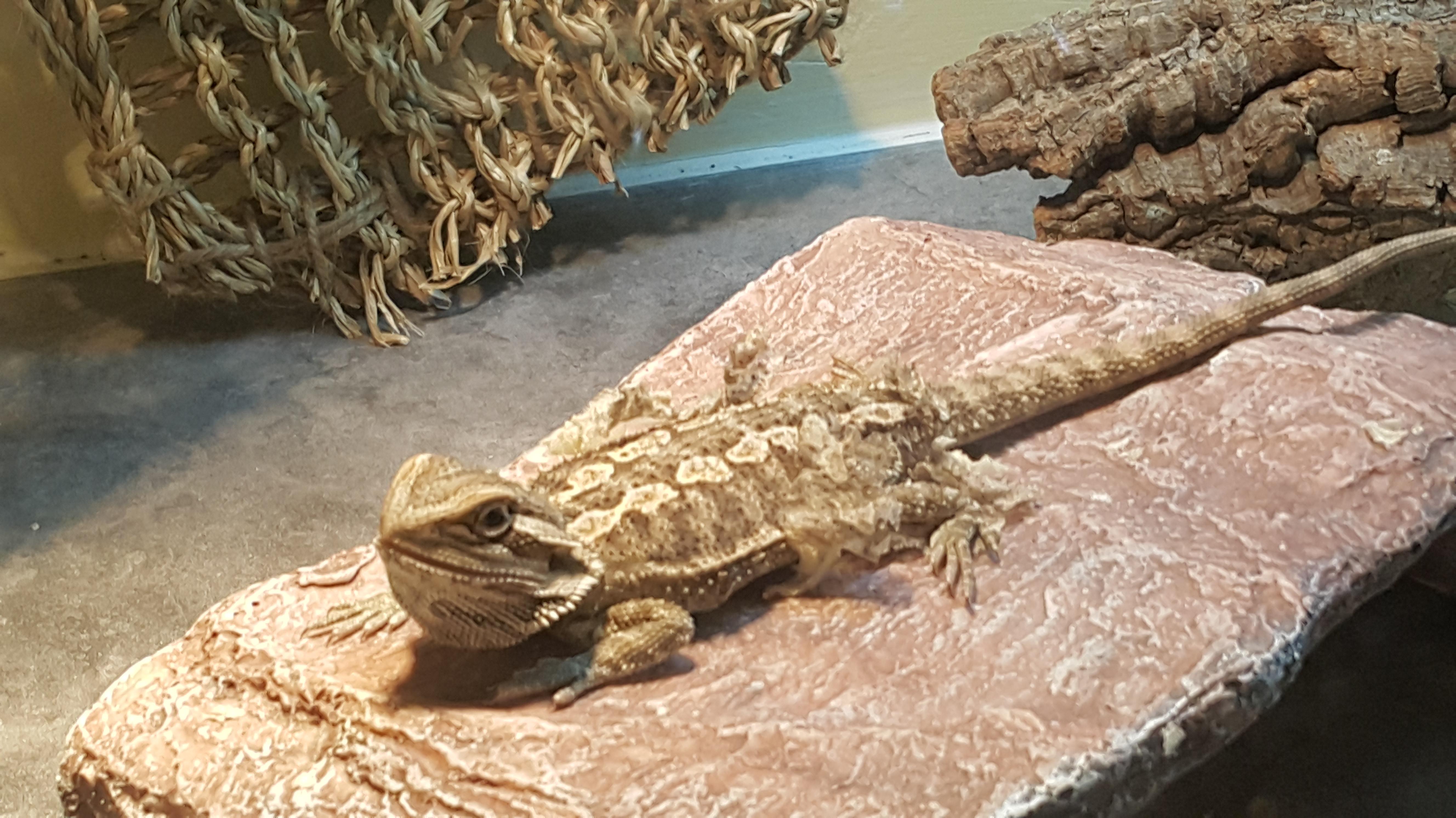 I just caught 0 bearded dragons an hour ago