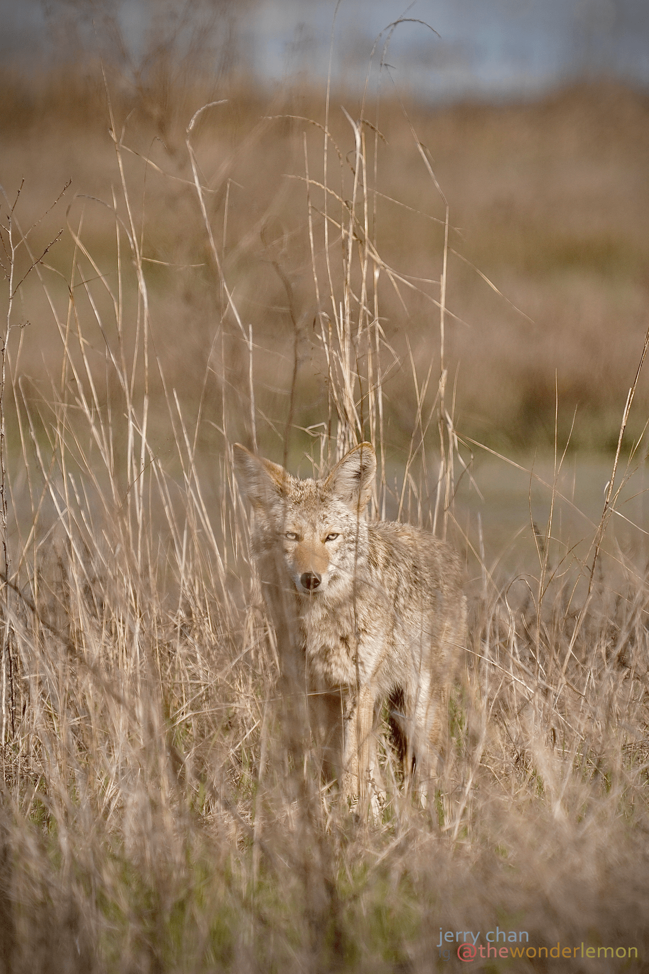Ever get the feeling you were being watched? (Hamilton Wetlands in