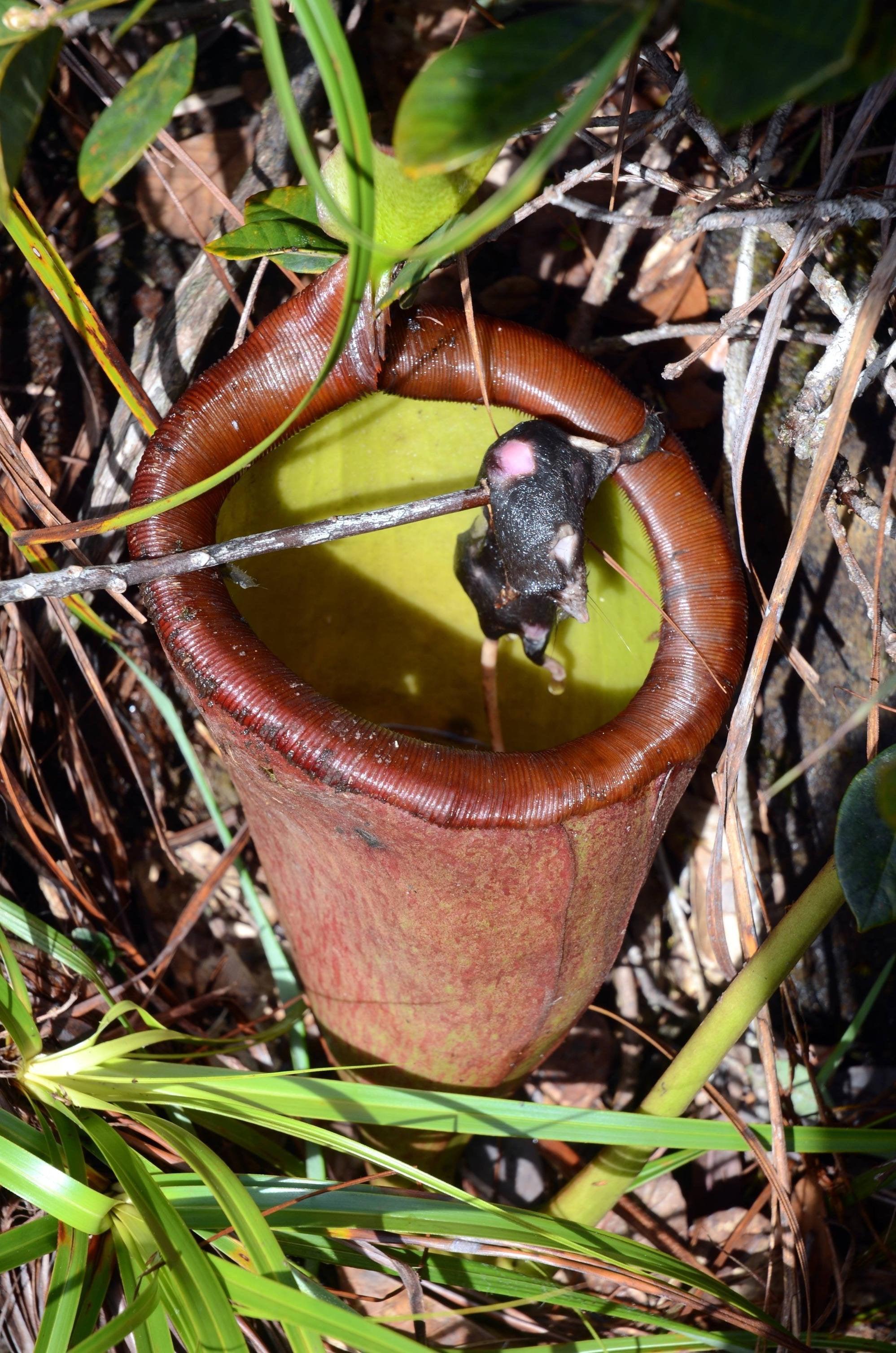 Rat corpse found inside giant pitcher plant r/natureismetal