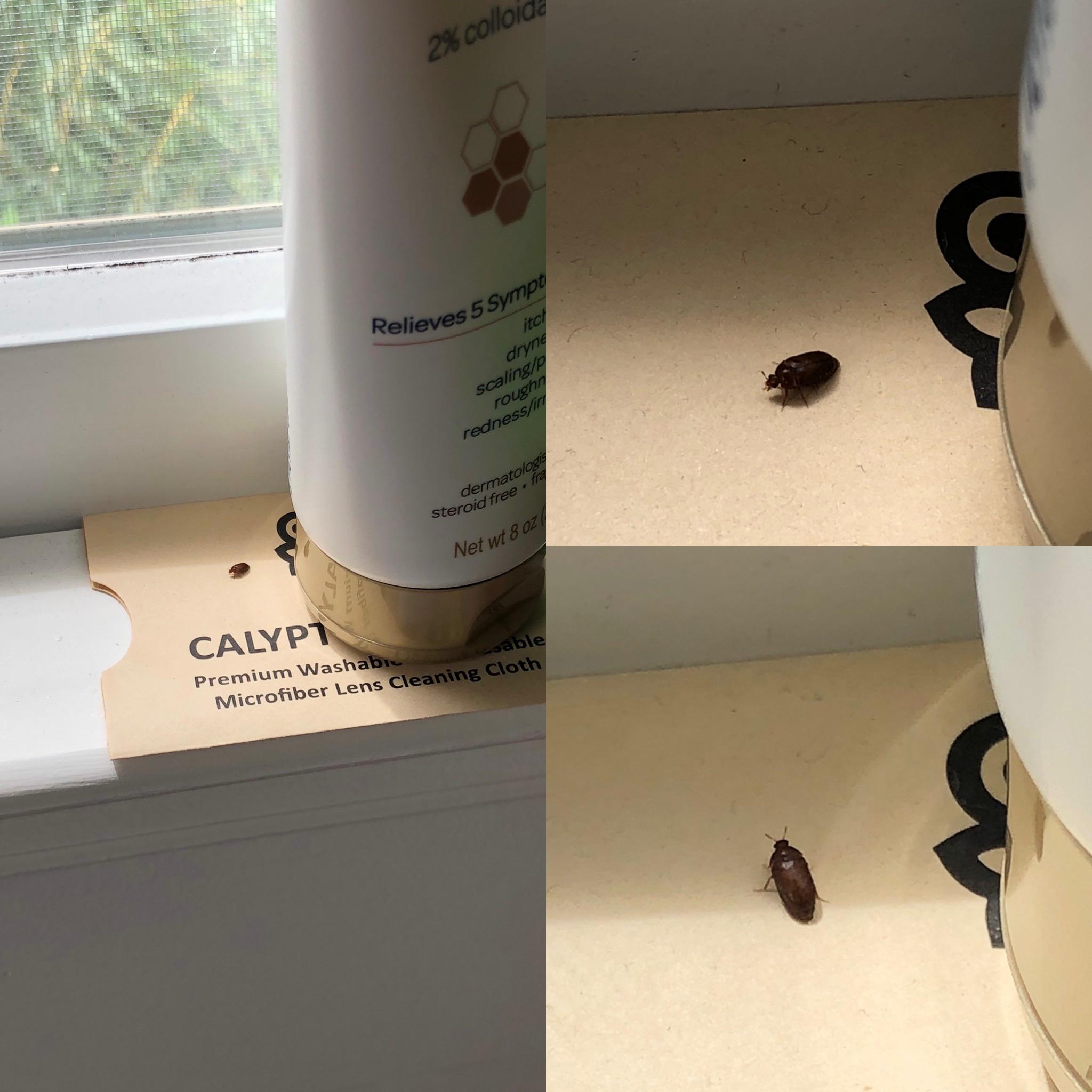 What’s this bug that looks like a flax seed? r/whatsthisbug