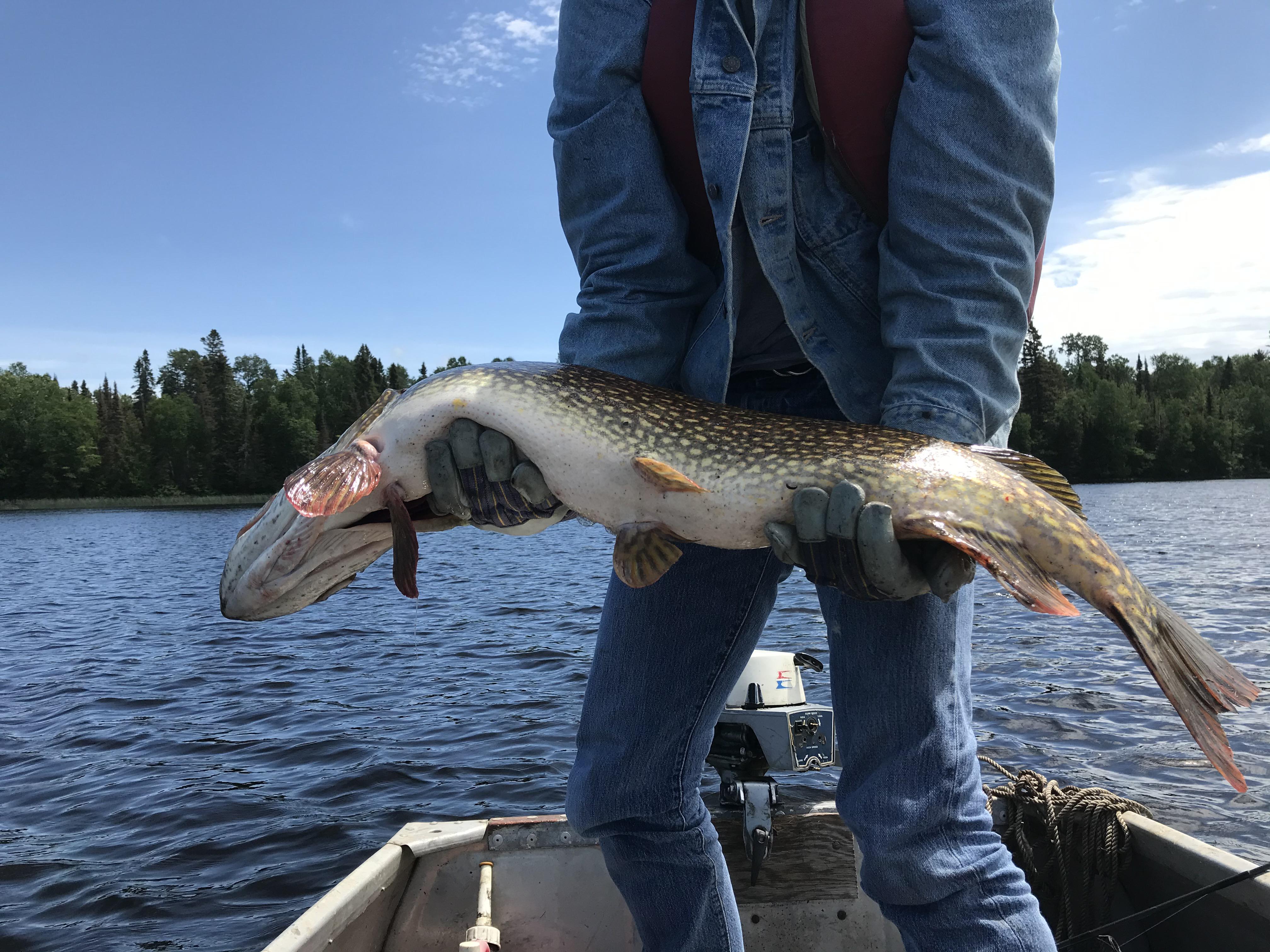 Caught a 15 pound northern pike in Minnesota r/Fishing