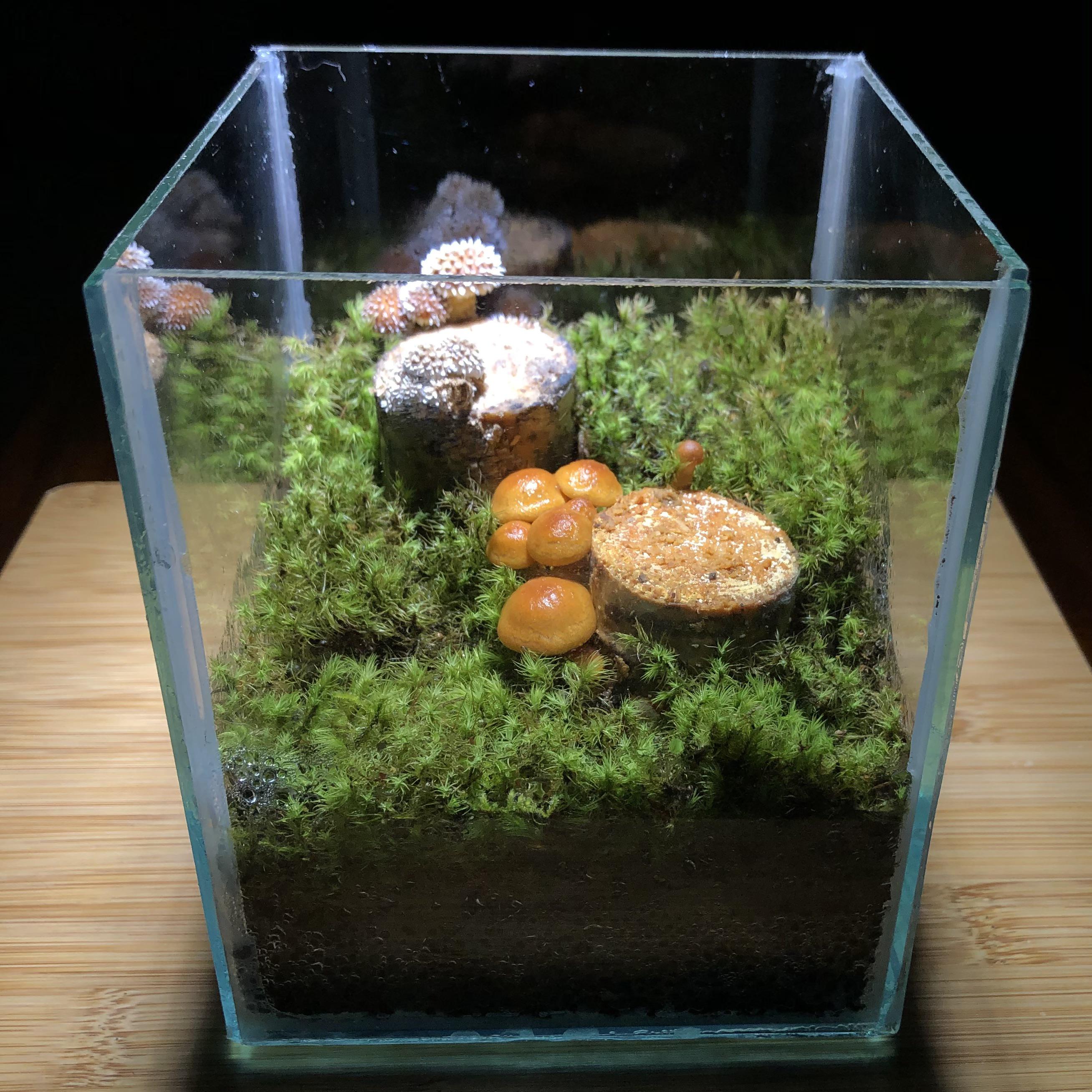 Growing mushrooms in a terrarium. r/terrariums