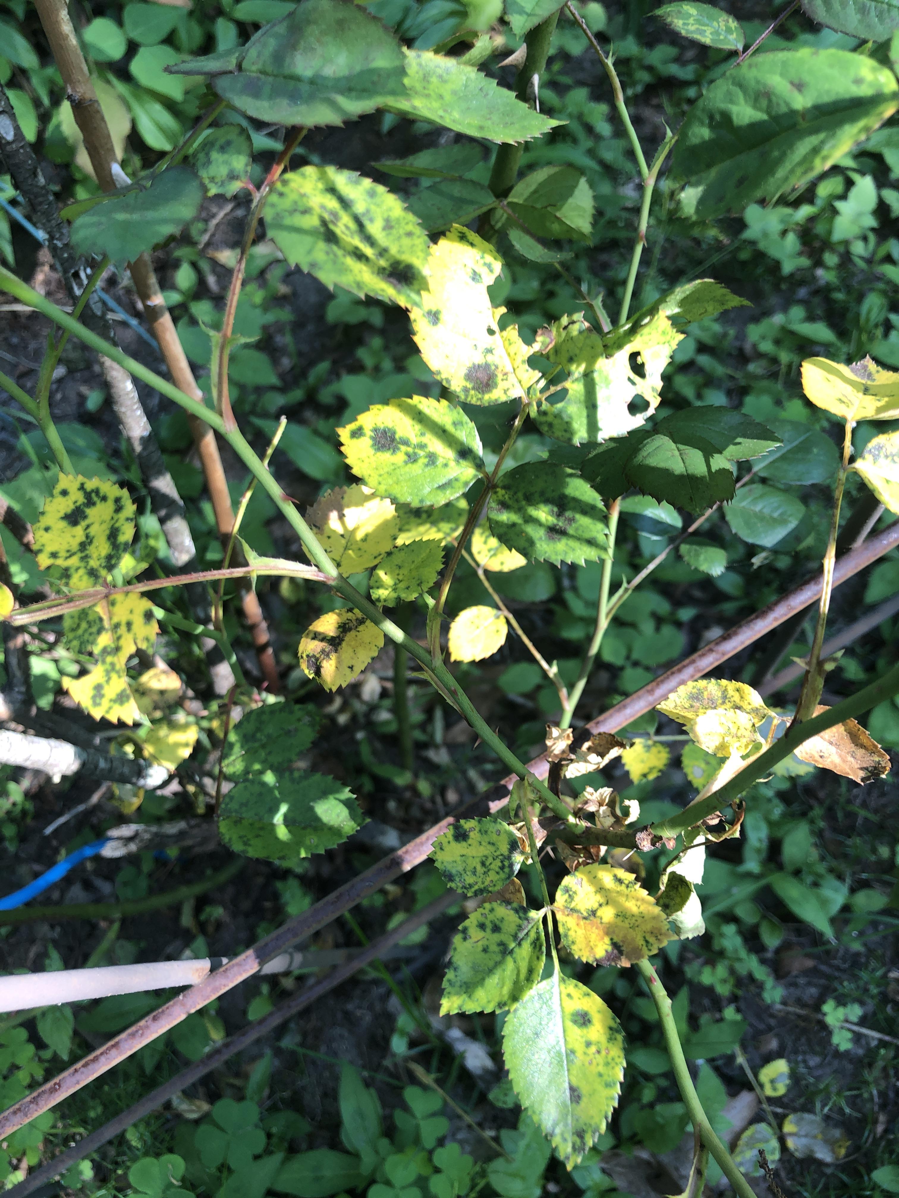 Please help! This rosebush has been by my house for 20 years and is now