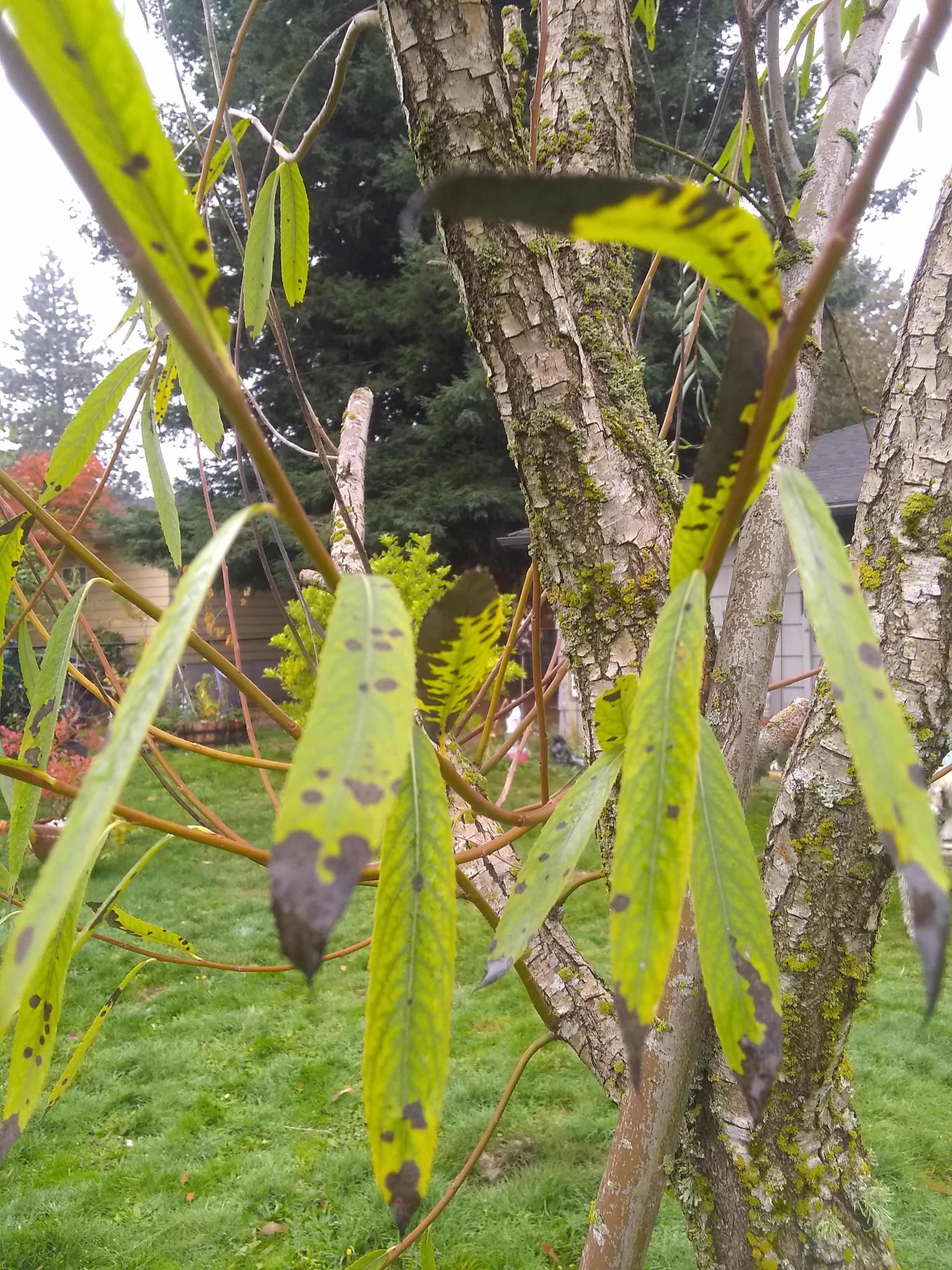 What's this on my willow tree? r/gardening