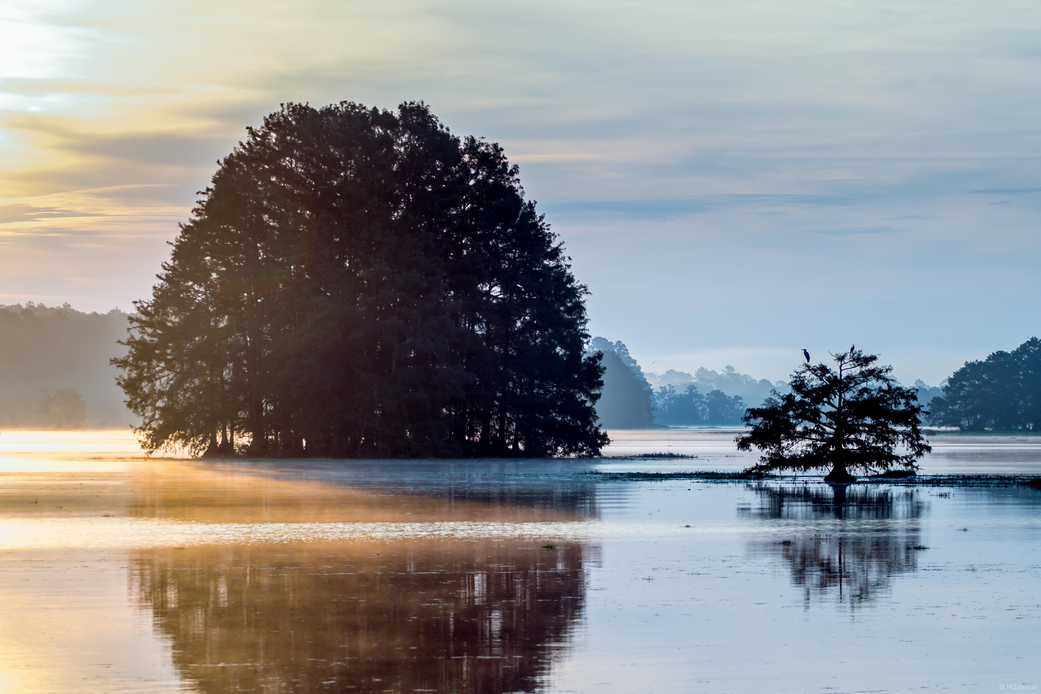 A bird's paradise Lake Talquin r/Tallahassee