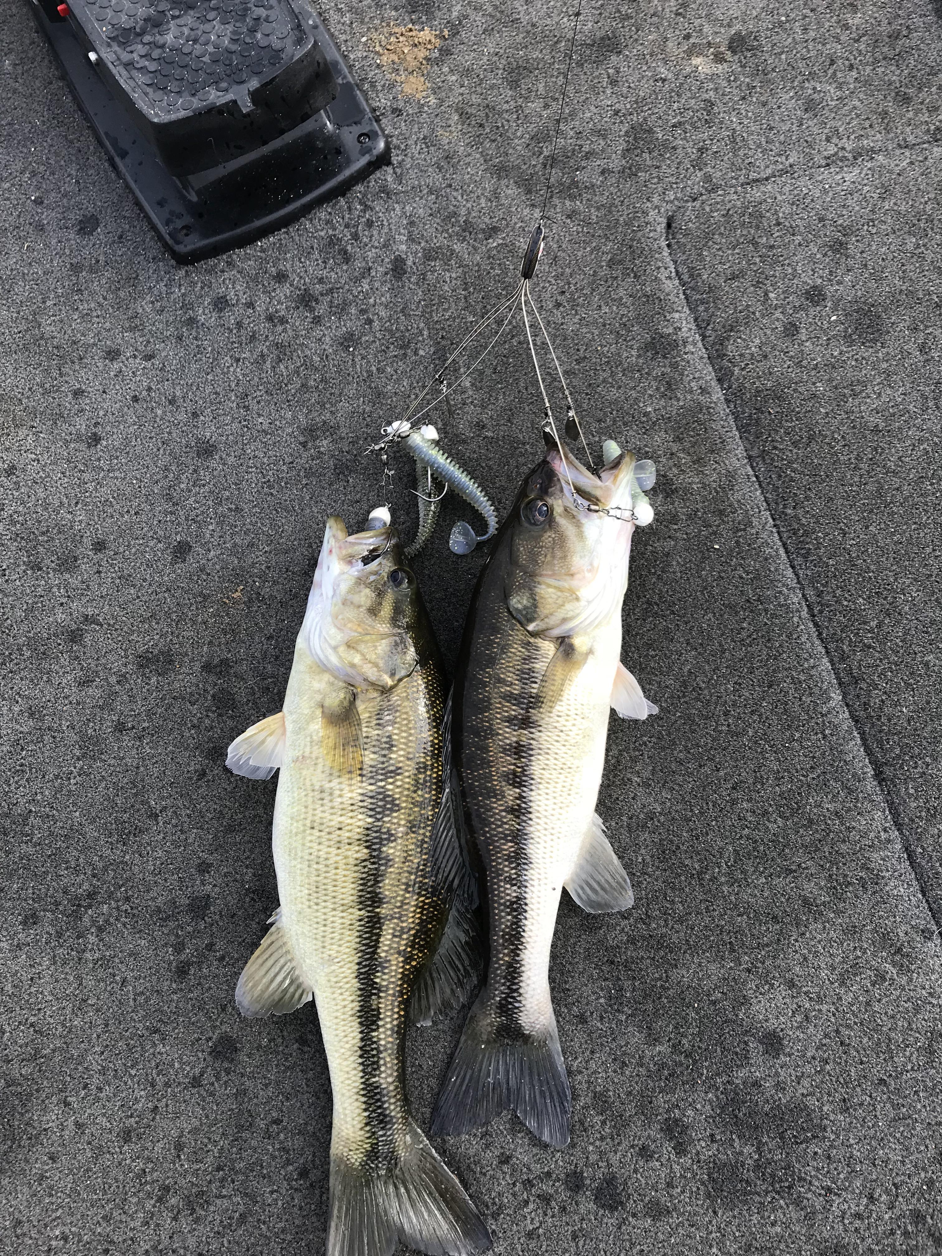 Another double on the Alabama rig r/Fishing
