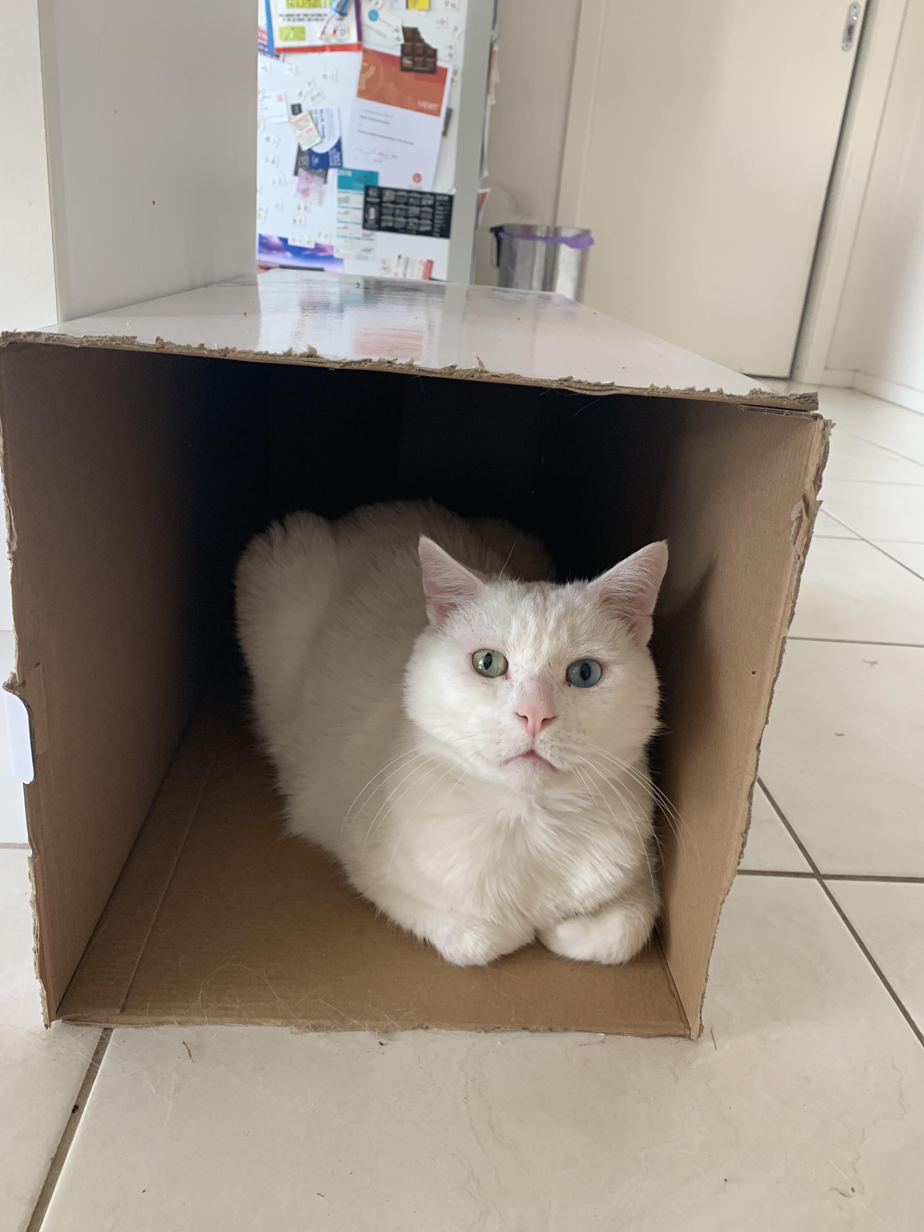 Cat in box curled feetsies r/curledfeetsies