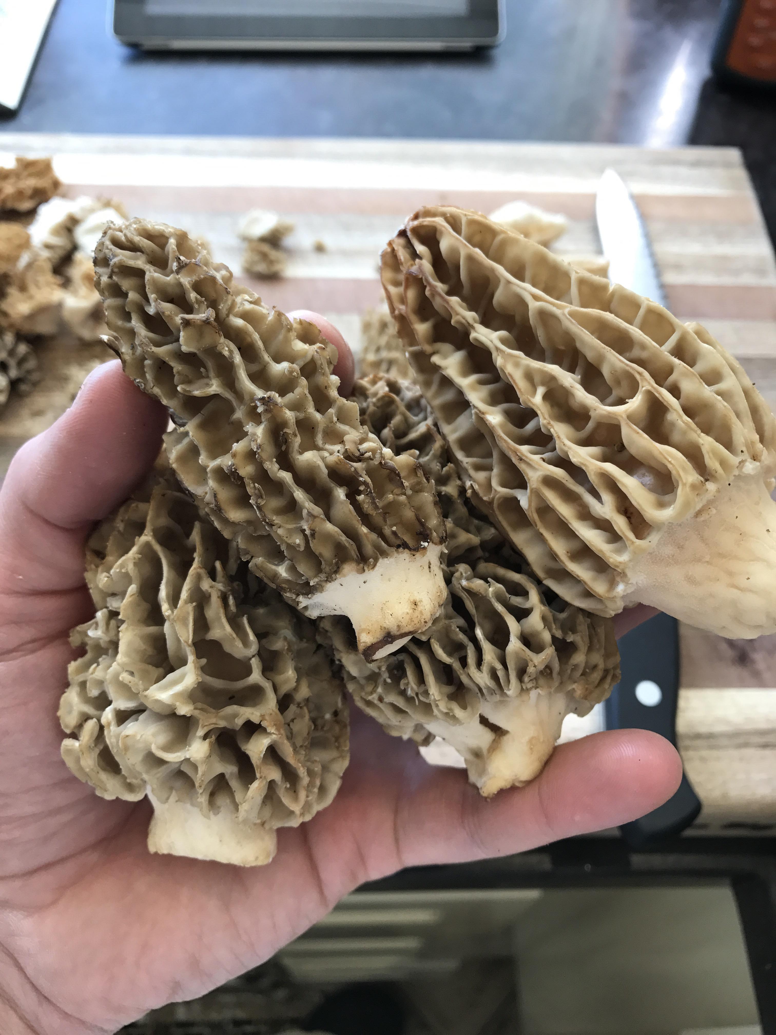 Fresh Oregon Blonde Morels. r/Mushrooms