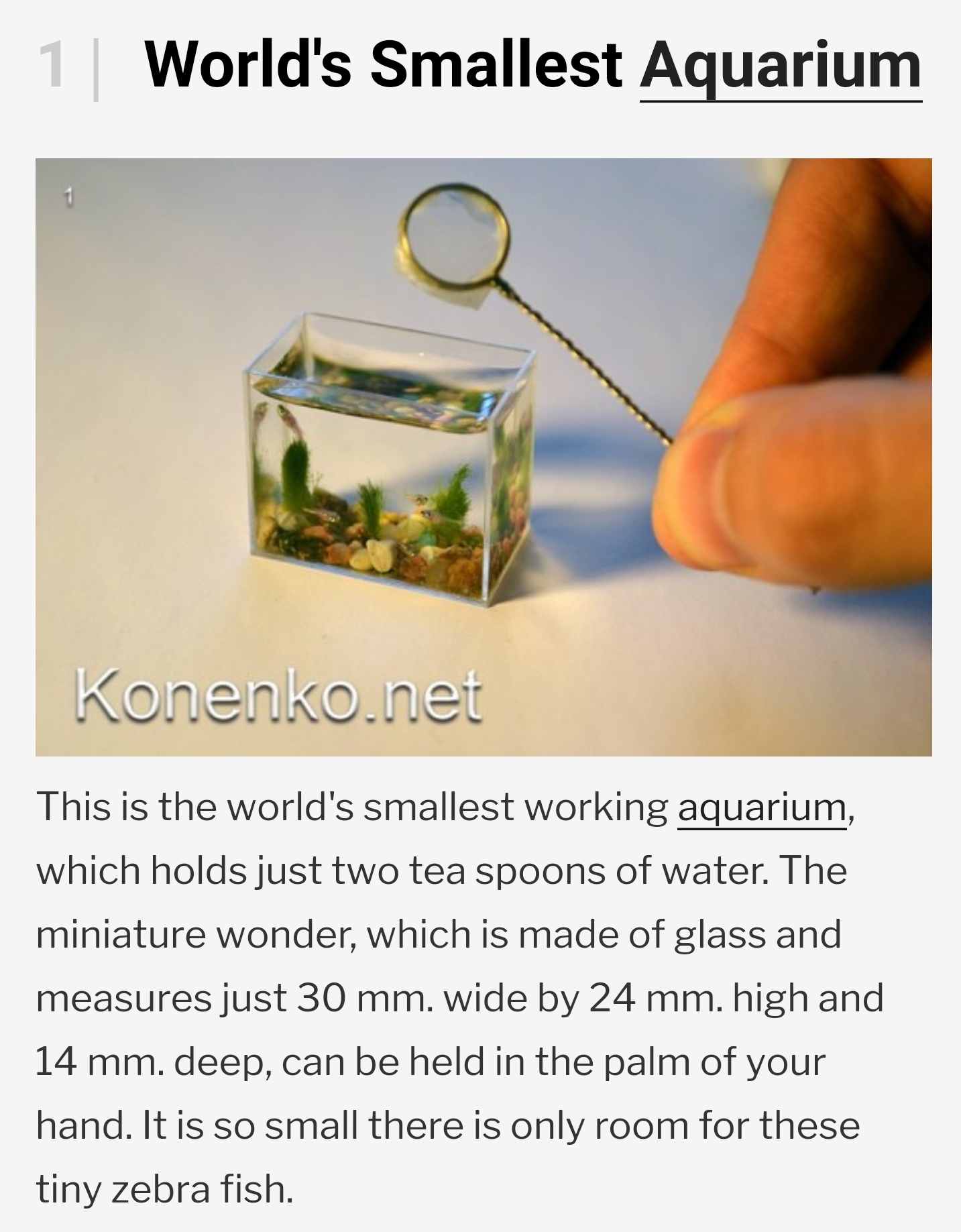 Smallest Fish Tank In The World