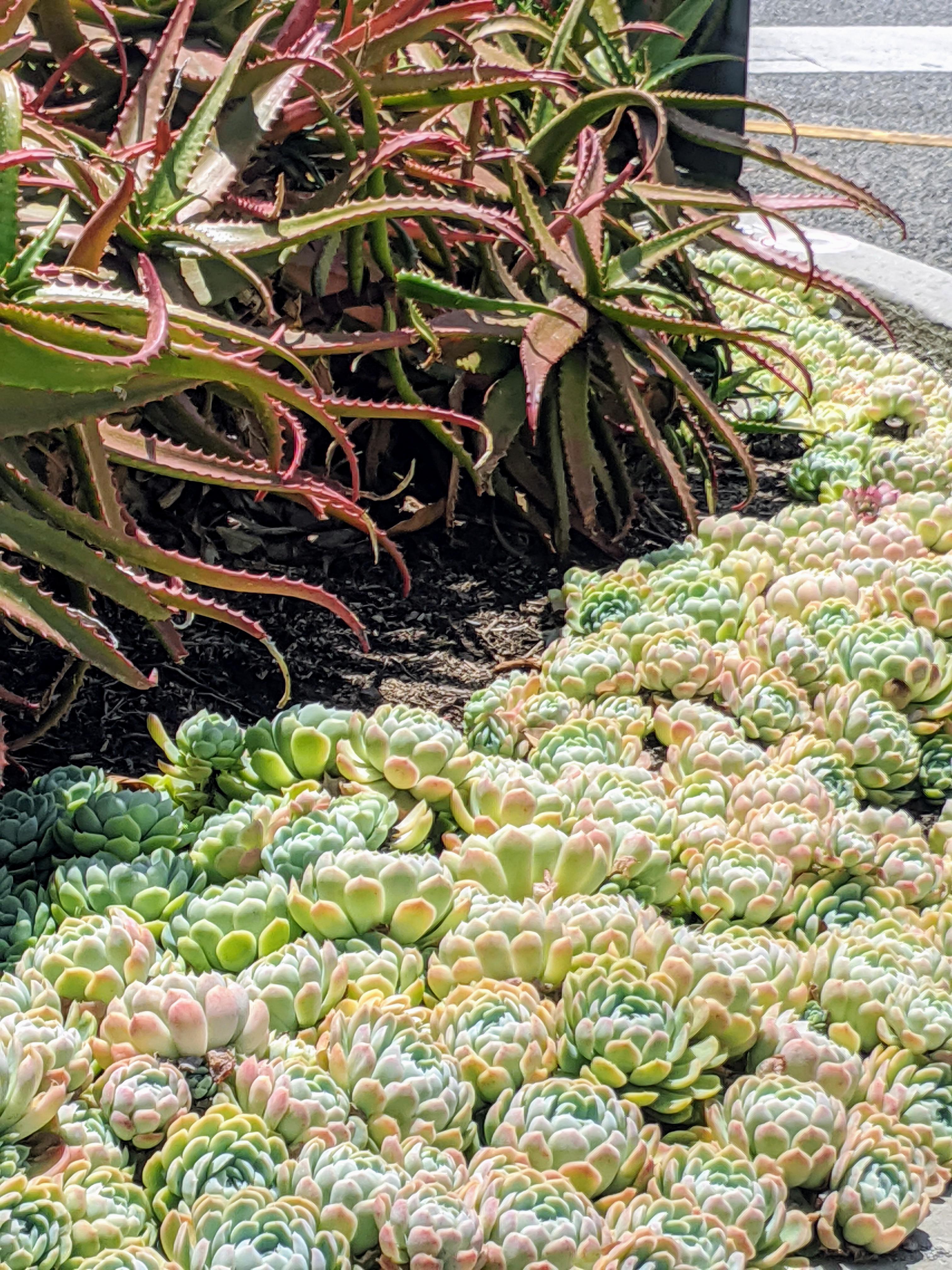 Succulents on a median strip near Howard Hughes Center, Los Angeles r