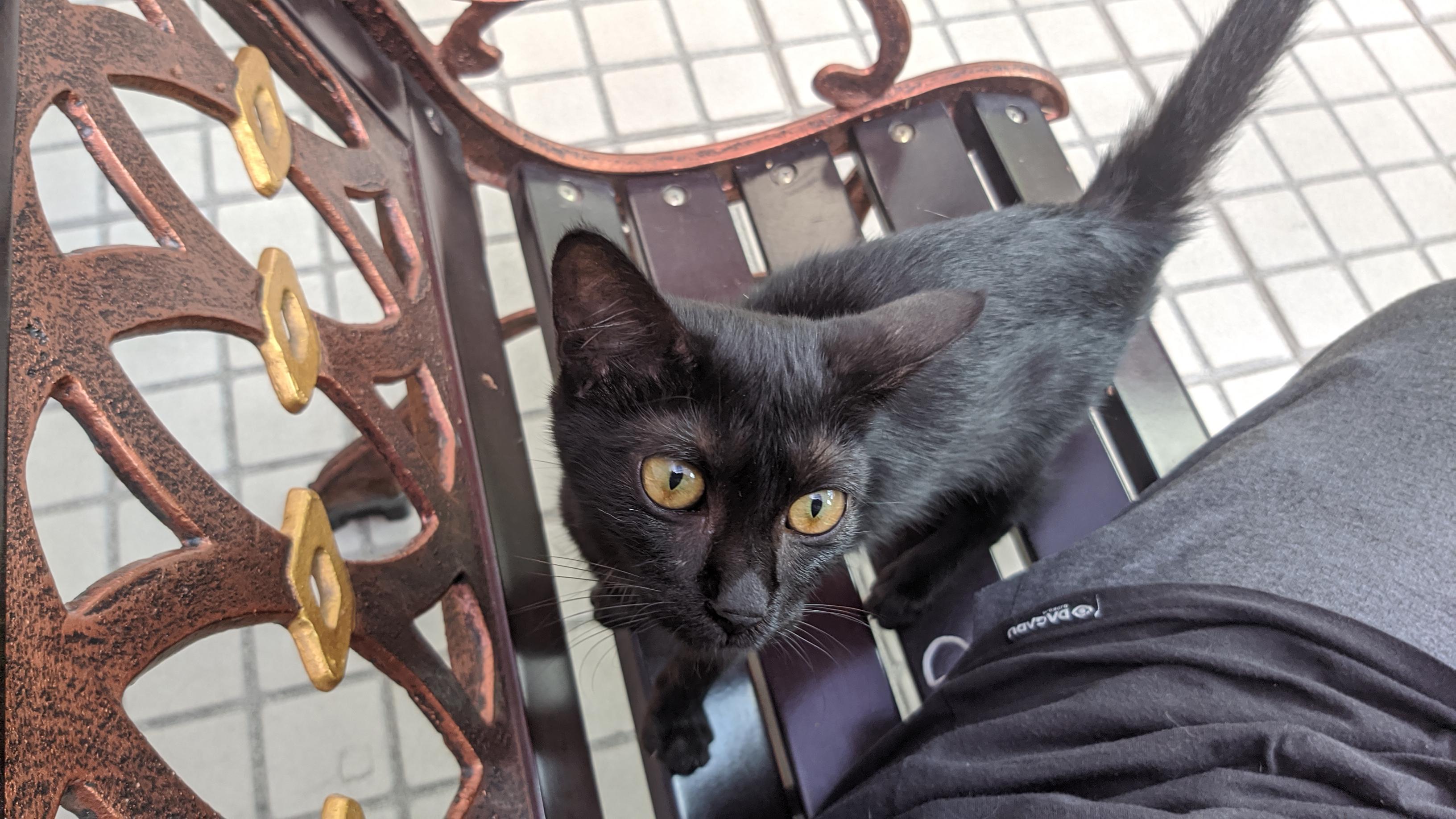 Ada Redditor yang di jakarta/tangerang mau adopsi anak kucing? (Lanjut
