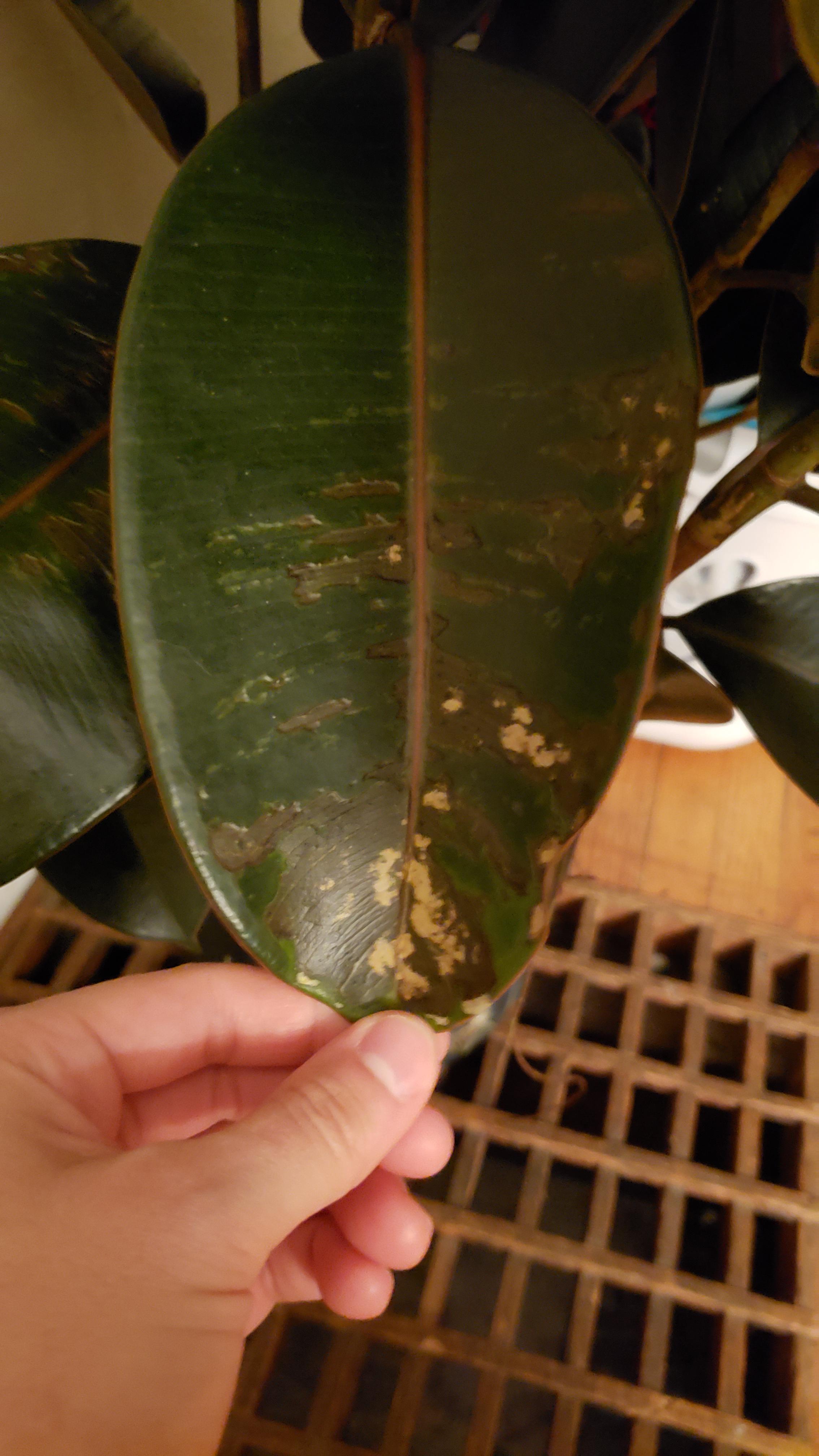 This is a purple rubber plant that's been healthy and I