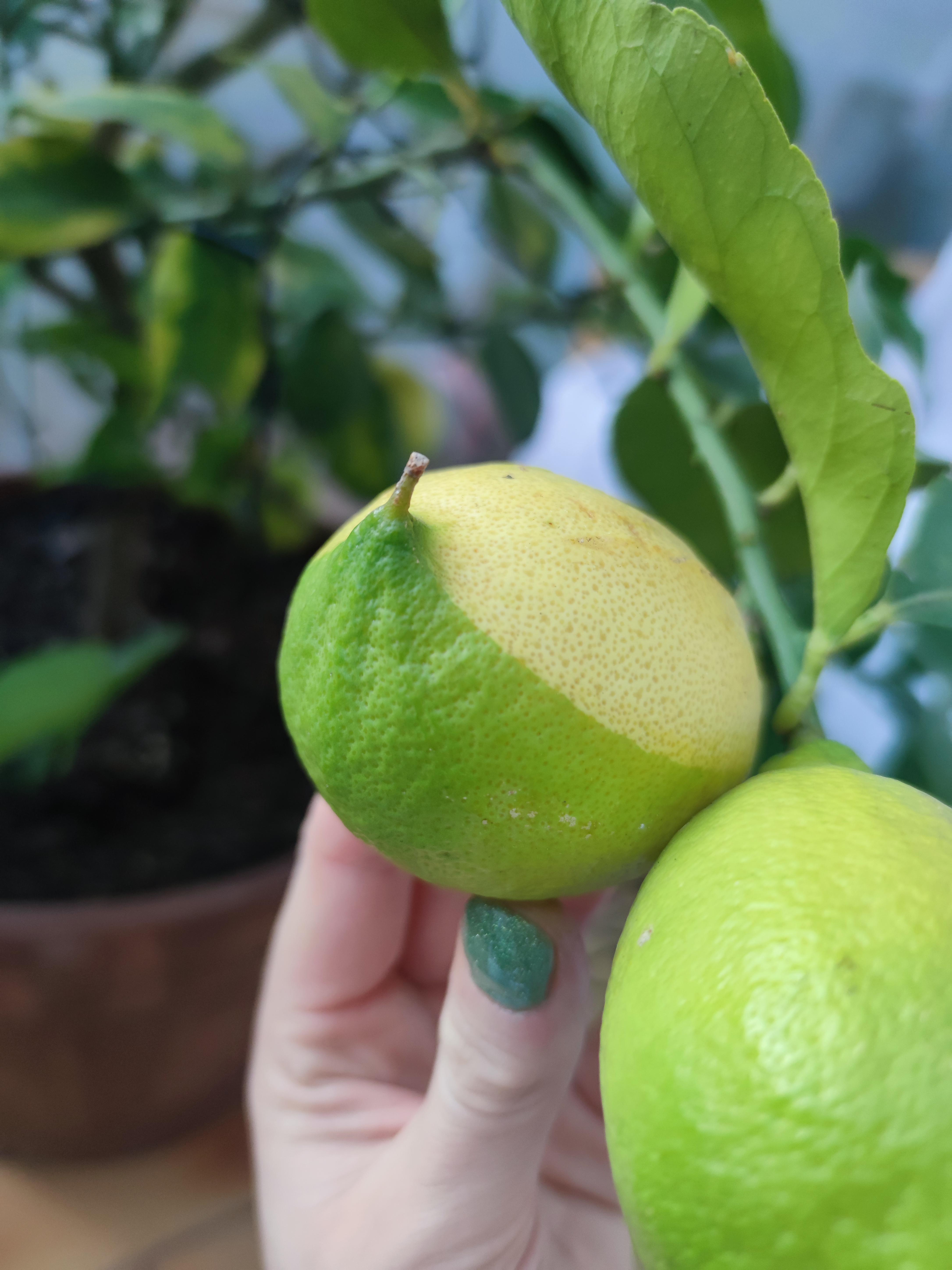Did my lemon tree get cross pollinated with the lime tree it sits next