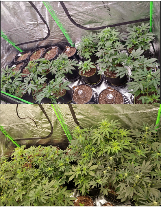 10 Day difference Dr. Earth + Blumats r/Autoflowers