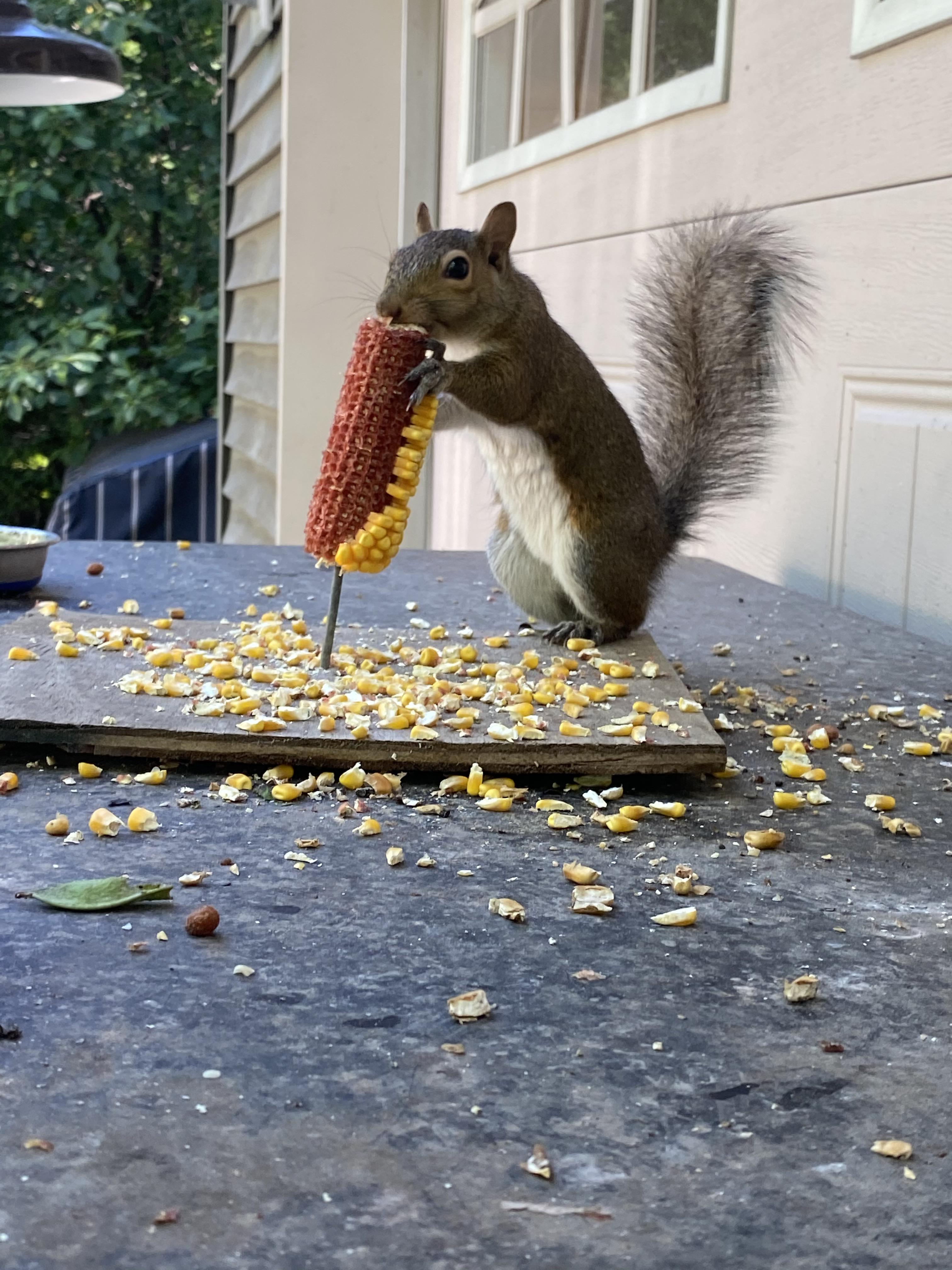She doesn’t eat the kernels, she just enjoys stripping the cob r