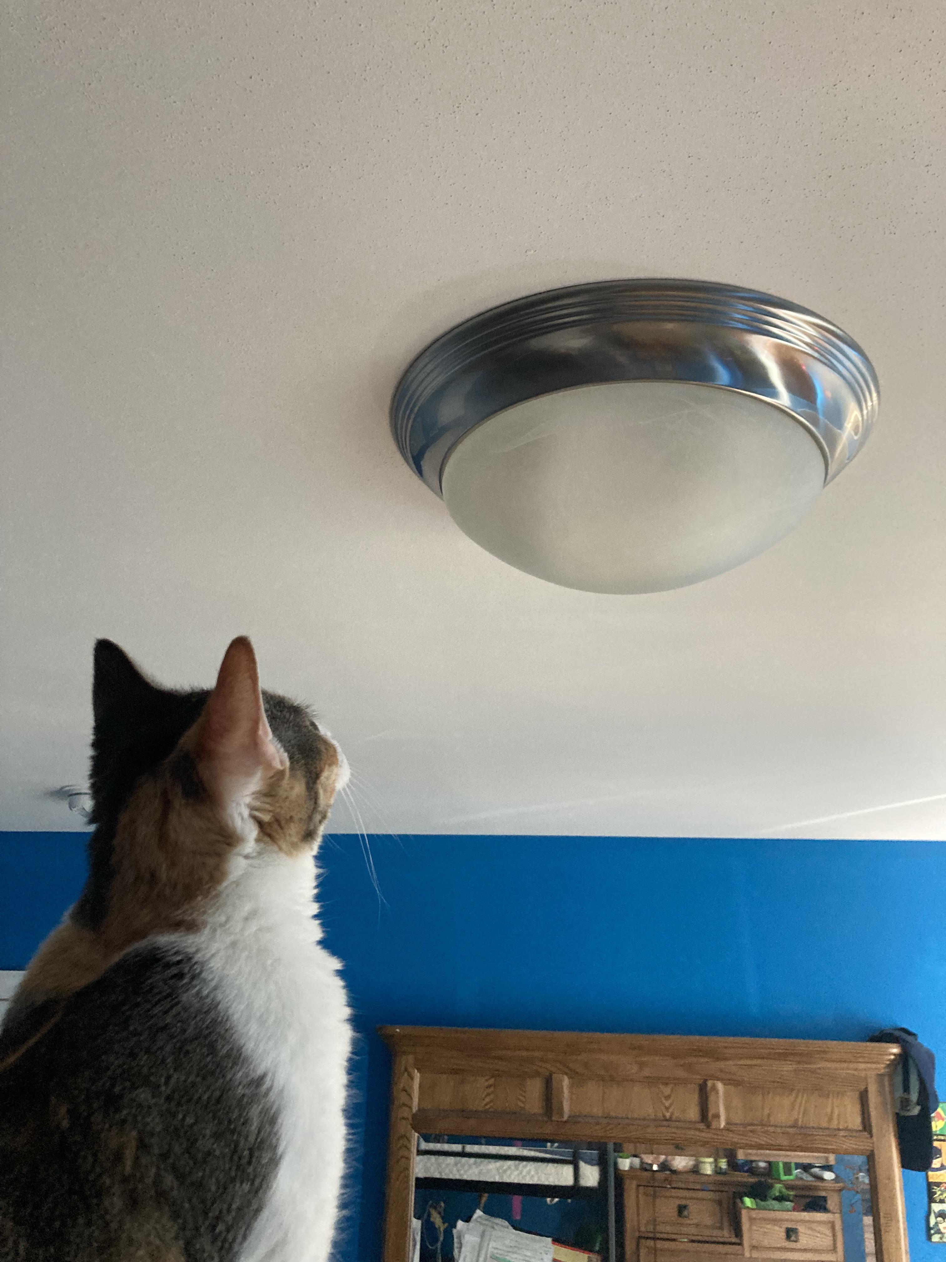 Why has my cat been staring intently at this light for the past half an