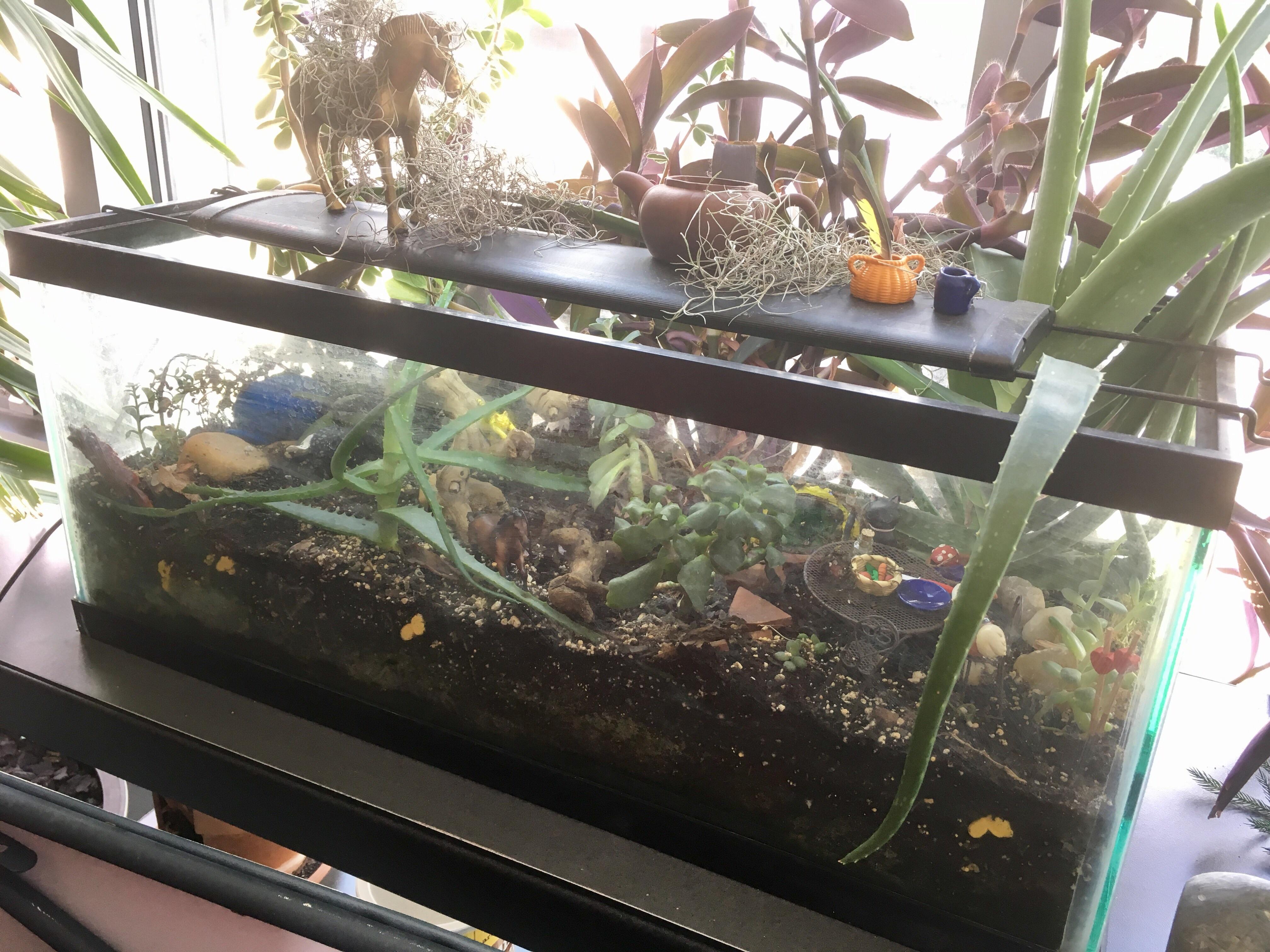 My terrarium is growing yellow mushrooms! x r/terrariums