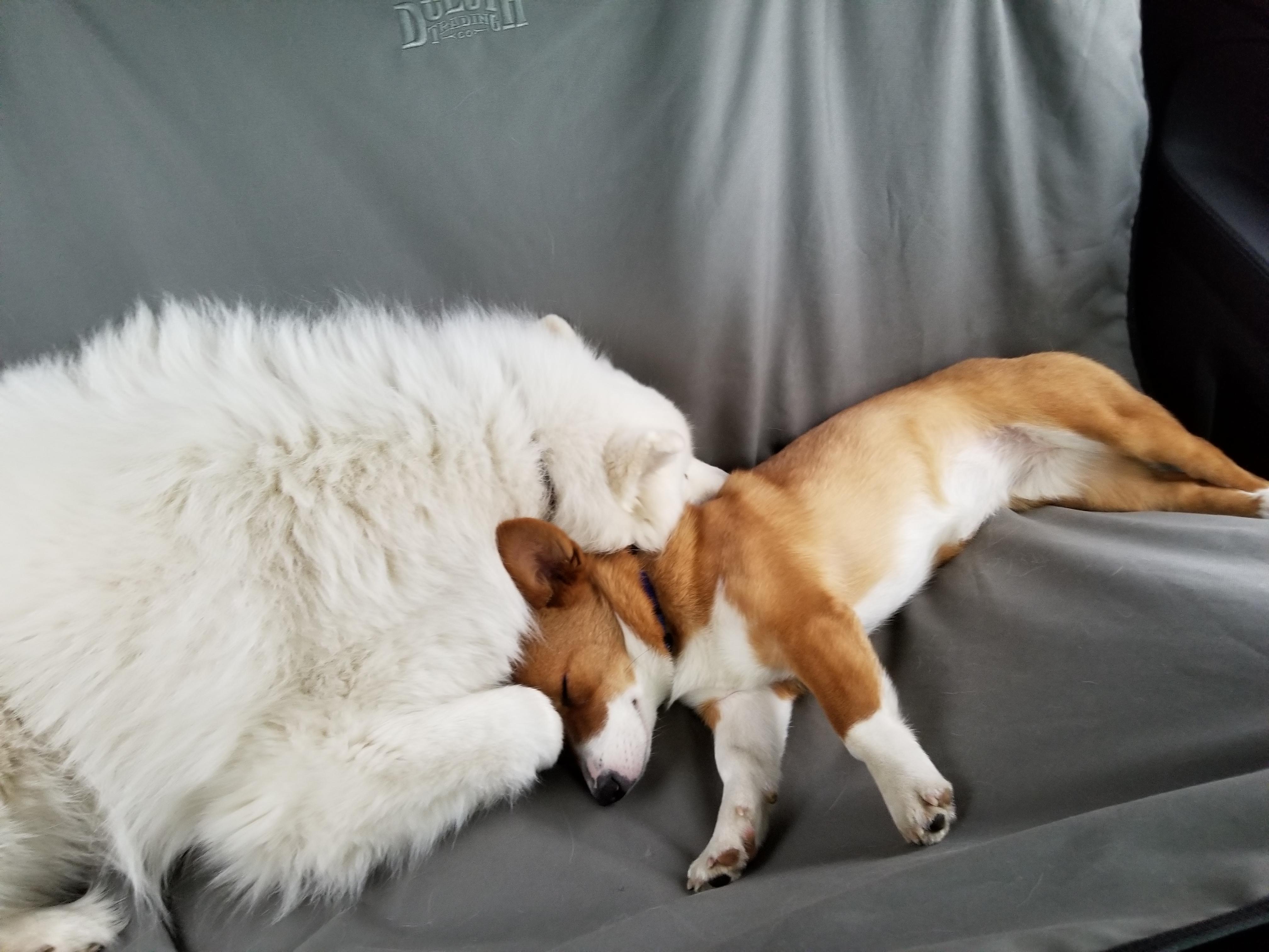 My dogs sleeping in the car r/aww