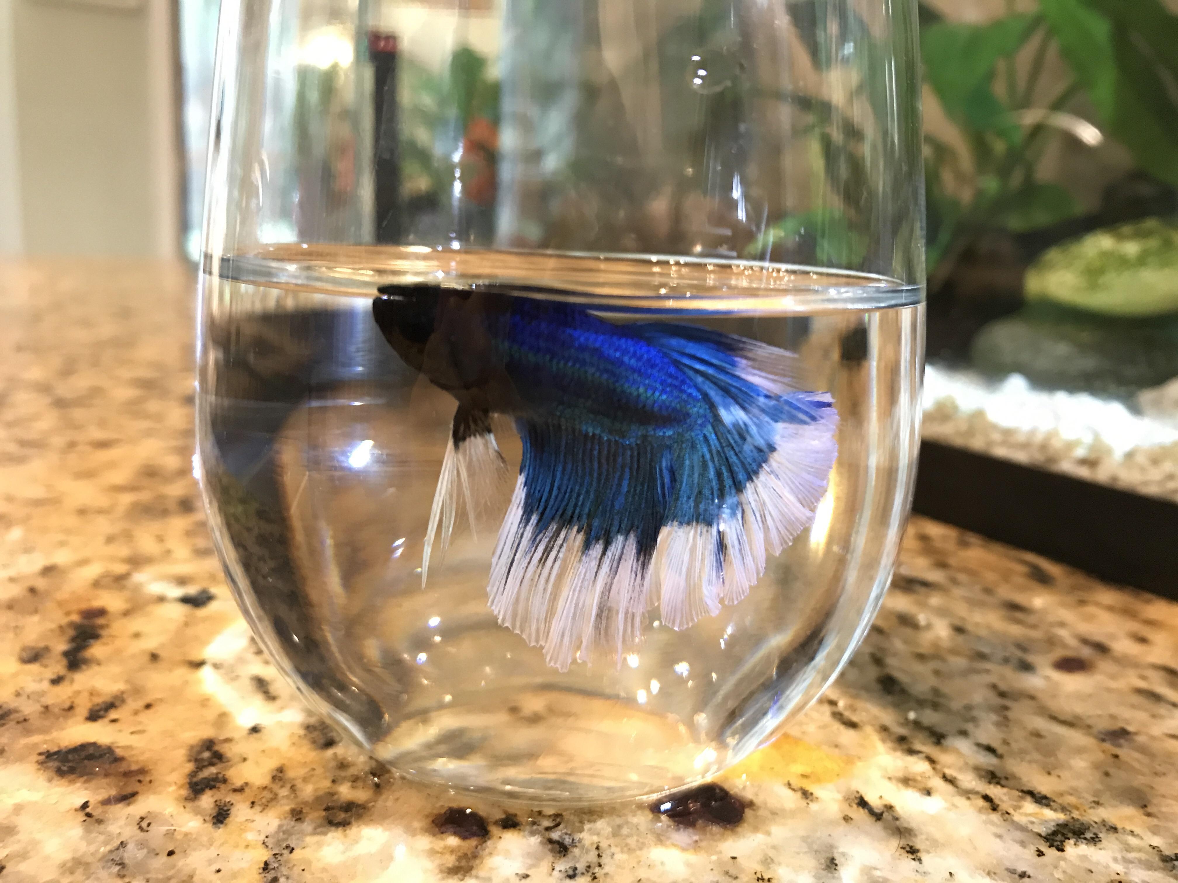 Orson having an epsom salt bath for his swim bladder issues. Fingers