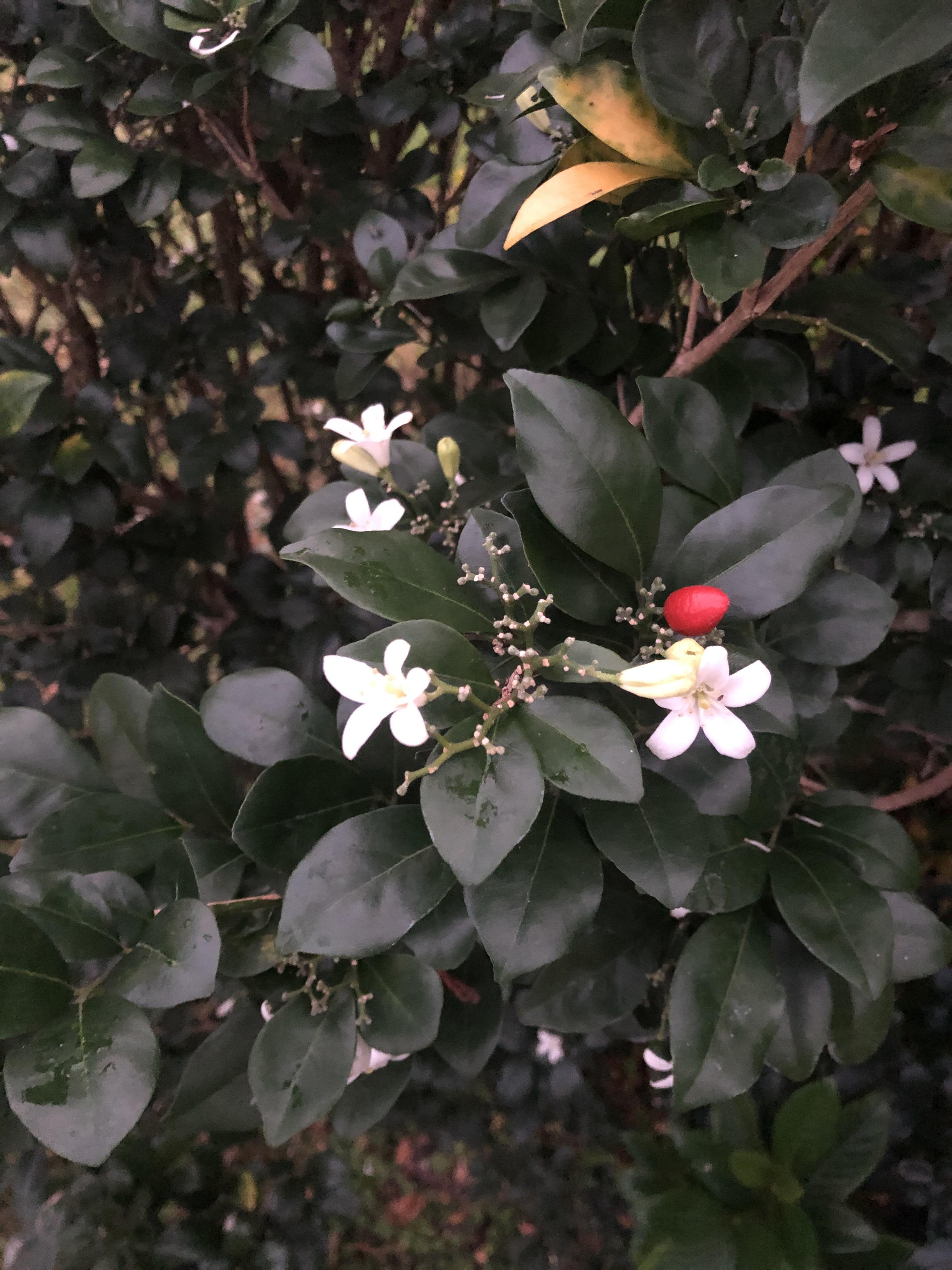 Southeast Florida. About 4’ tall shrub. Smells great r/whatsthisplant