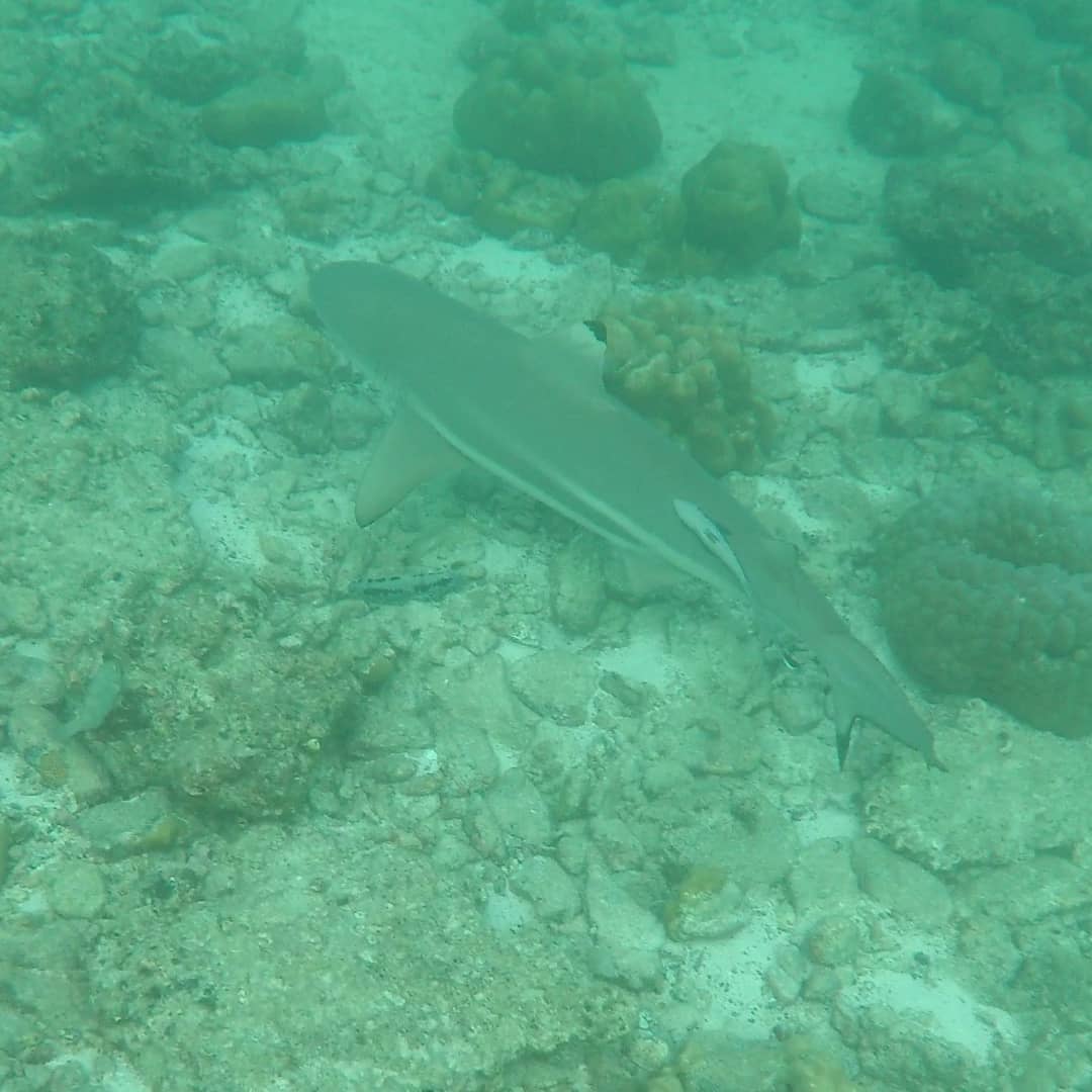 Hi reddit. So i went snorkling today, and was lucky enough to get Some