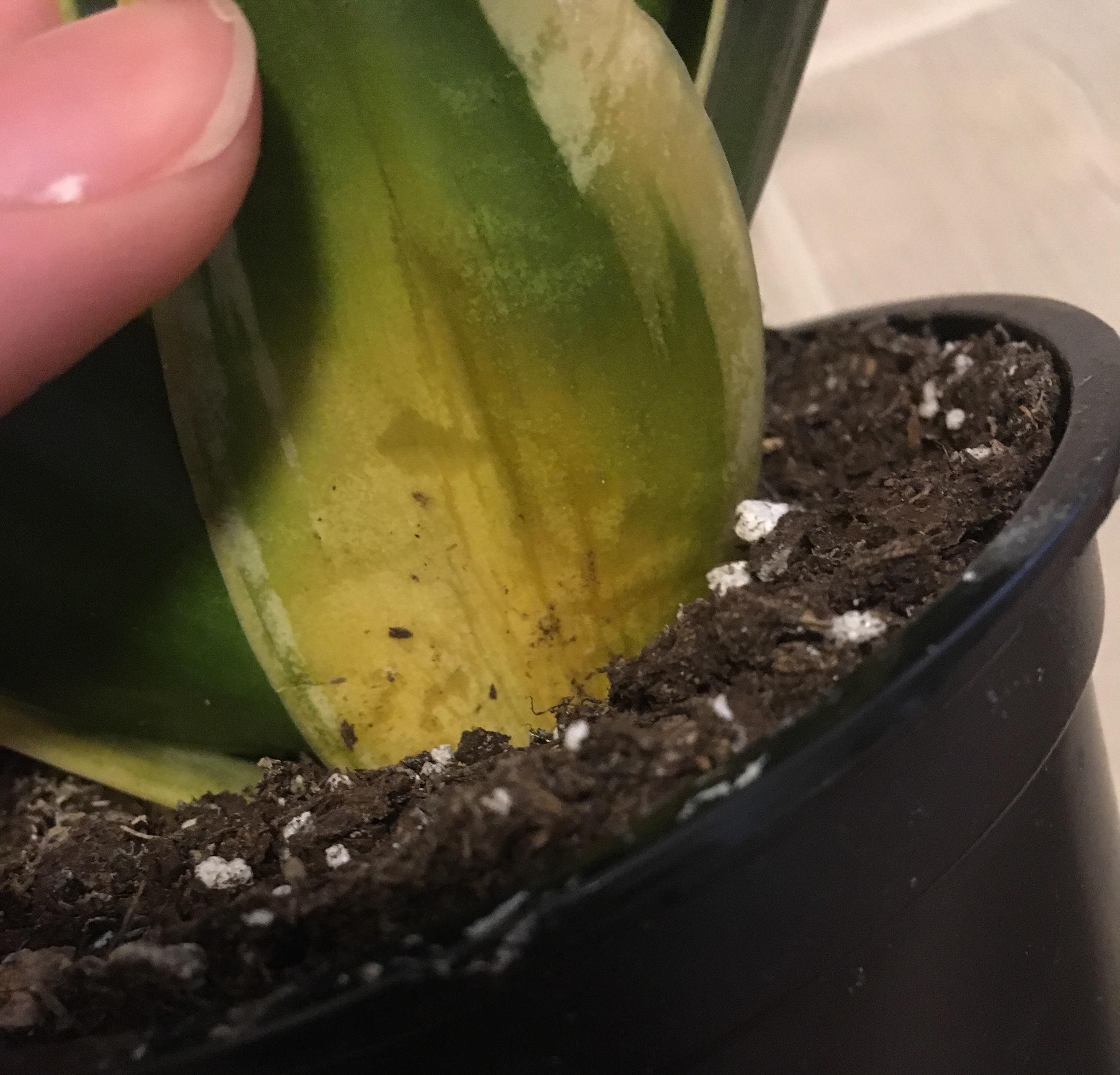 Yellowing at the base of my snake plant? r/plants