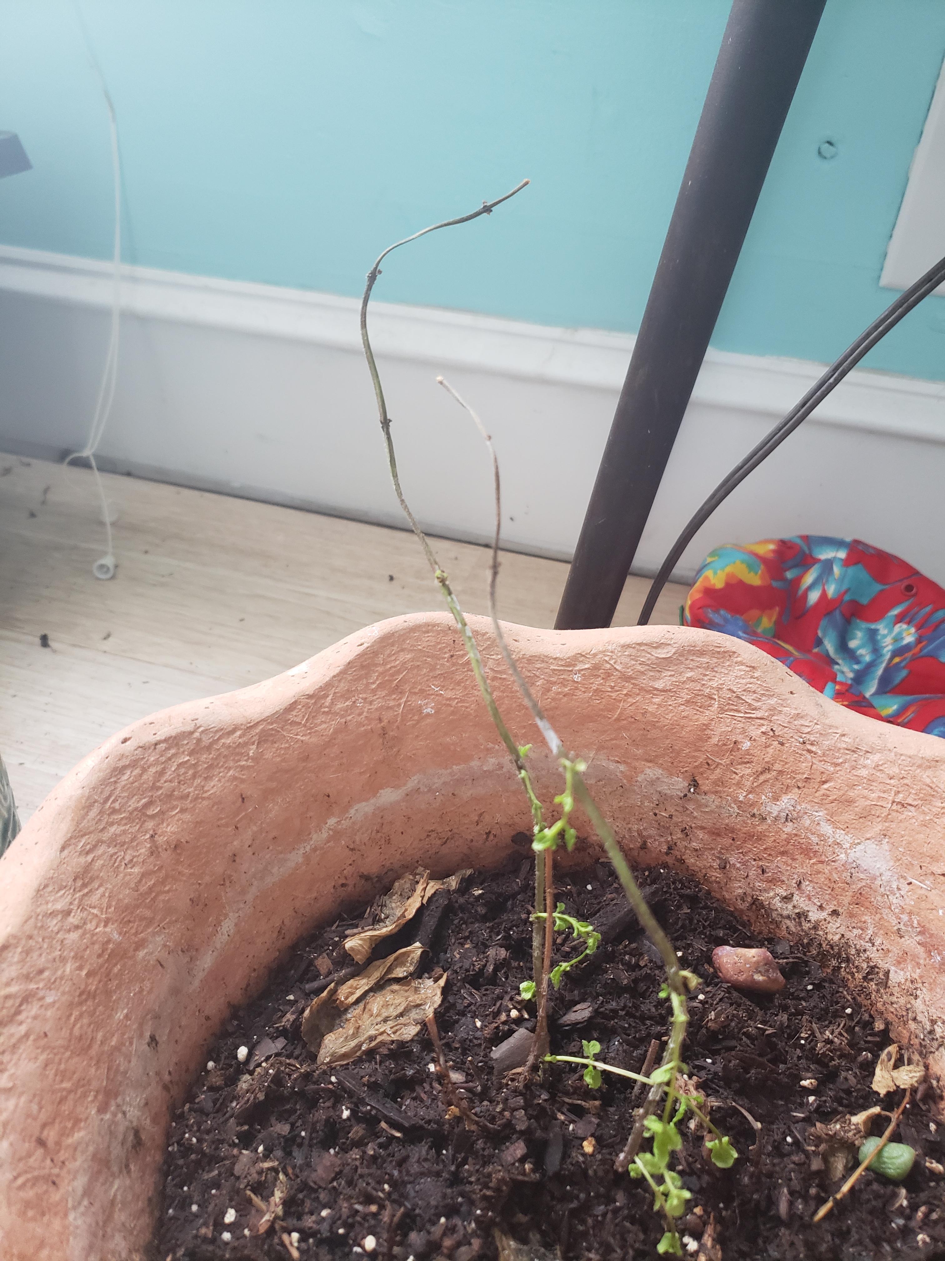 This is my mint. It used to be tall and happy. I saw the leaves and