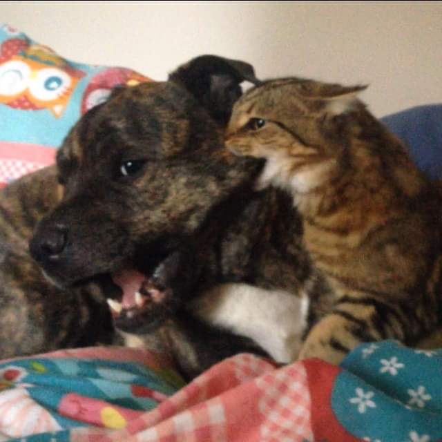 Cat eating Dog r/DOG