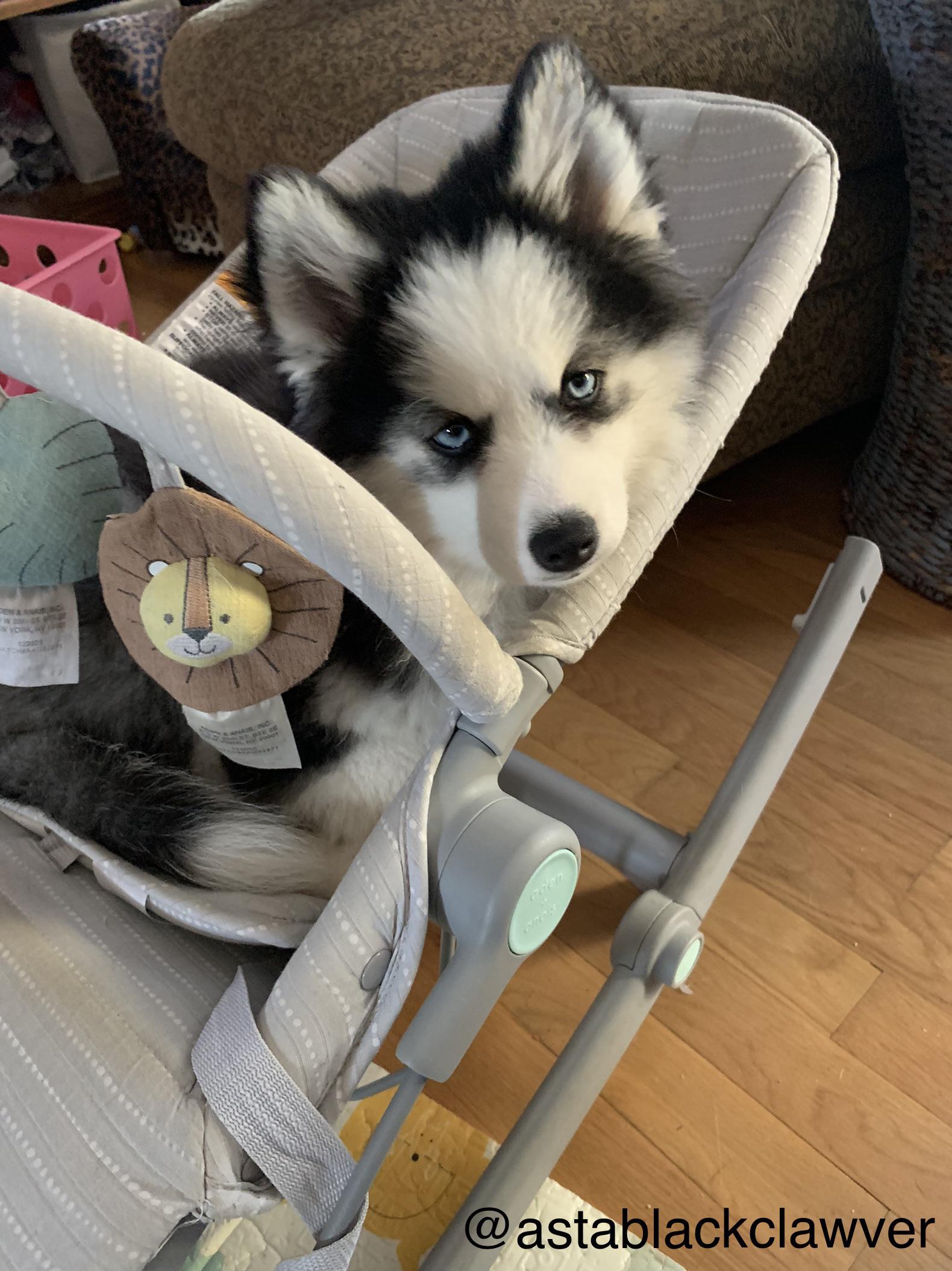 Our dog has decided he likes to sleep in the baby bouncer. Since he