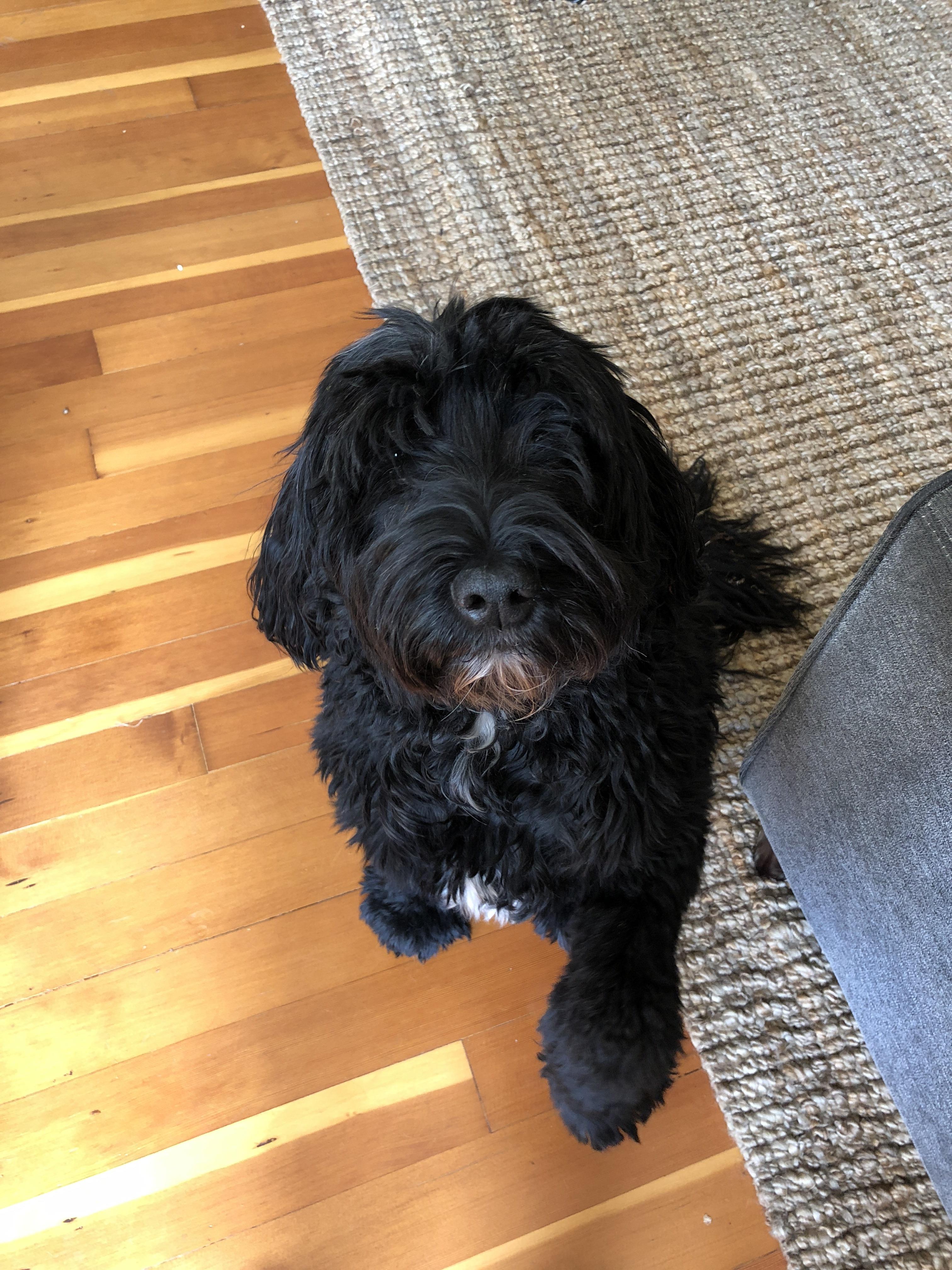 Dogsitting is the most wonderful job. Meet Bailey, everyone. r/aww