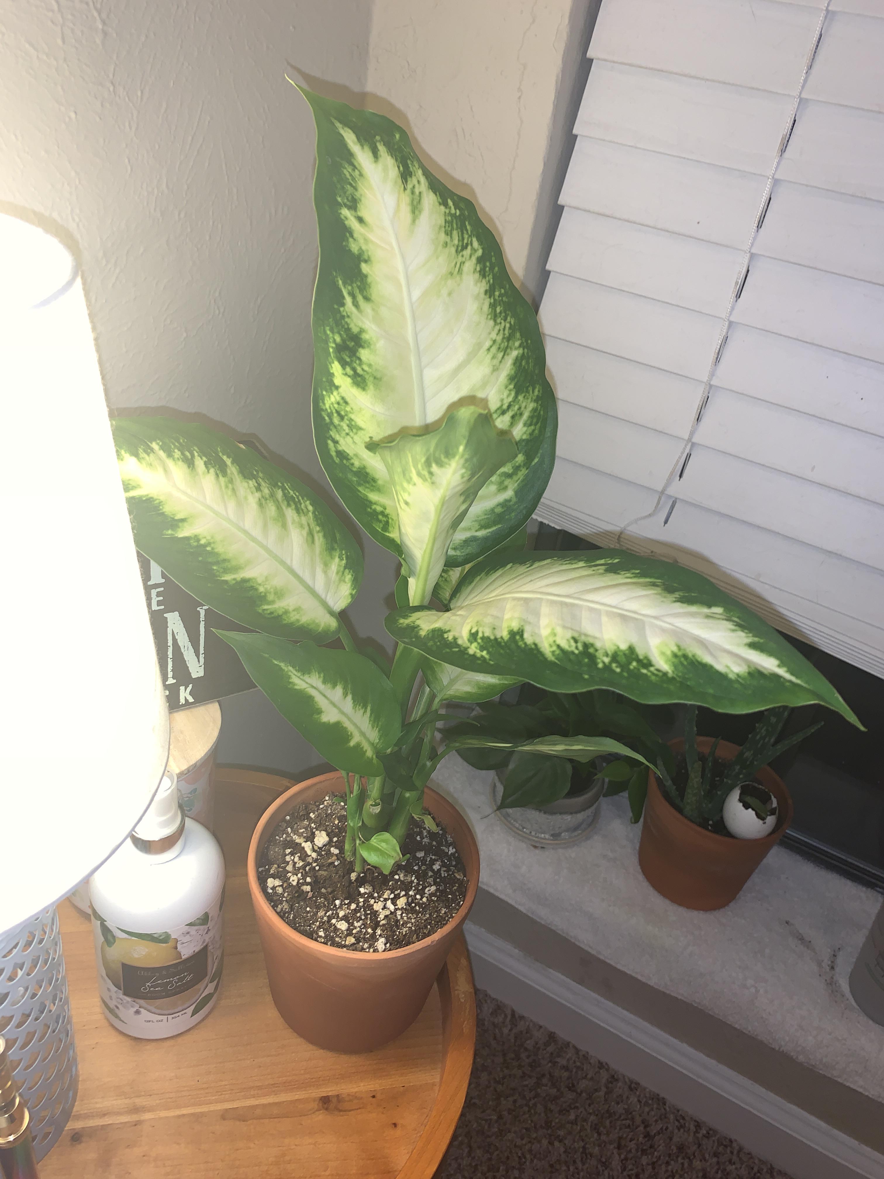 I got a dieffenbachia plant yesterday, im new to this whole plant thing