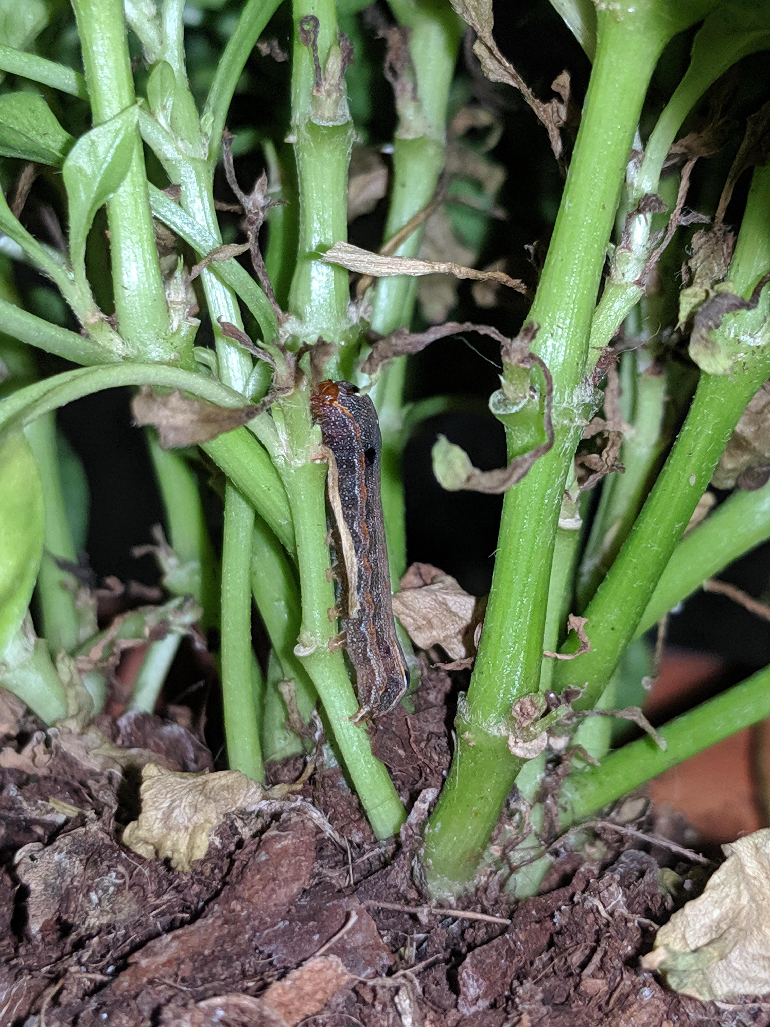 Help! What's this caterpillar eating my plants? (Orlando, FL) r/insects