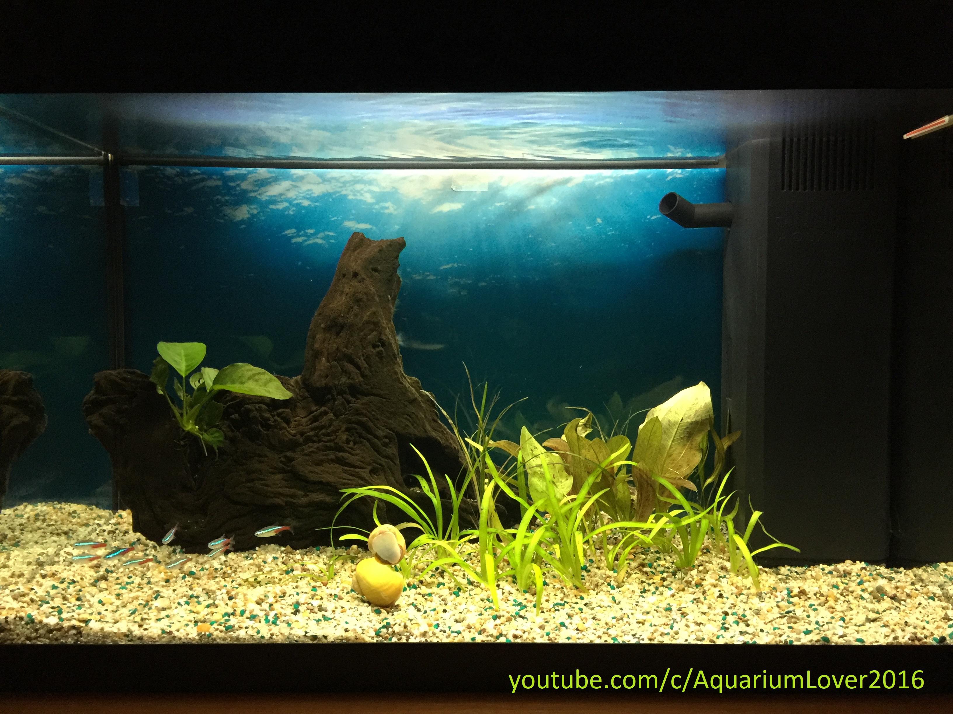 New tank with neon tetras r/Aquariums