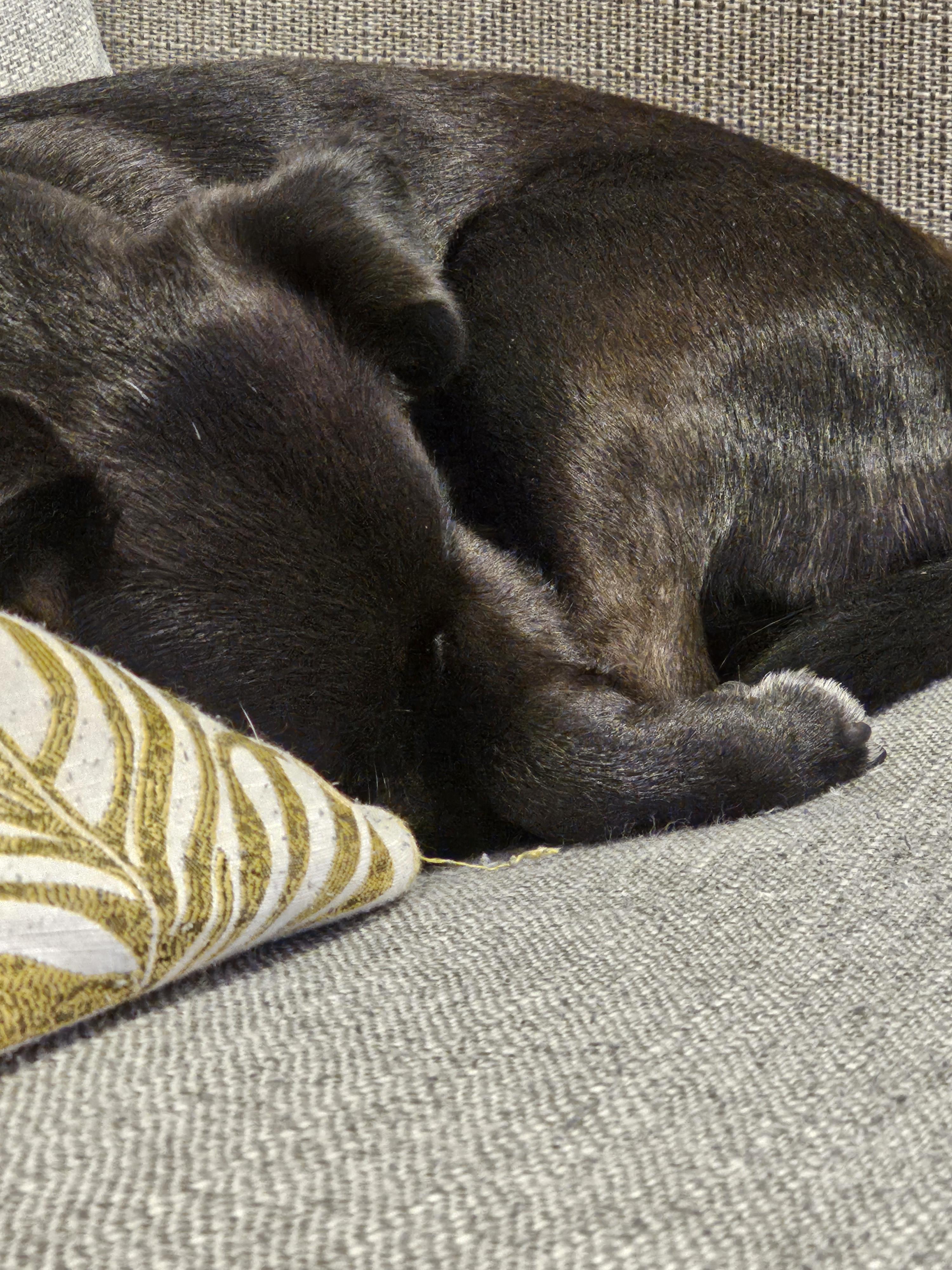 Covering the nose r/DogAdvice