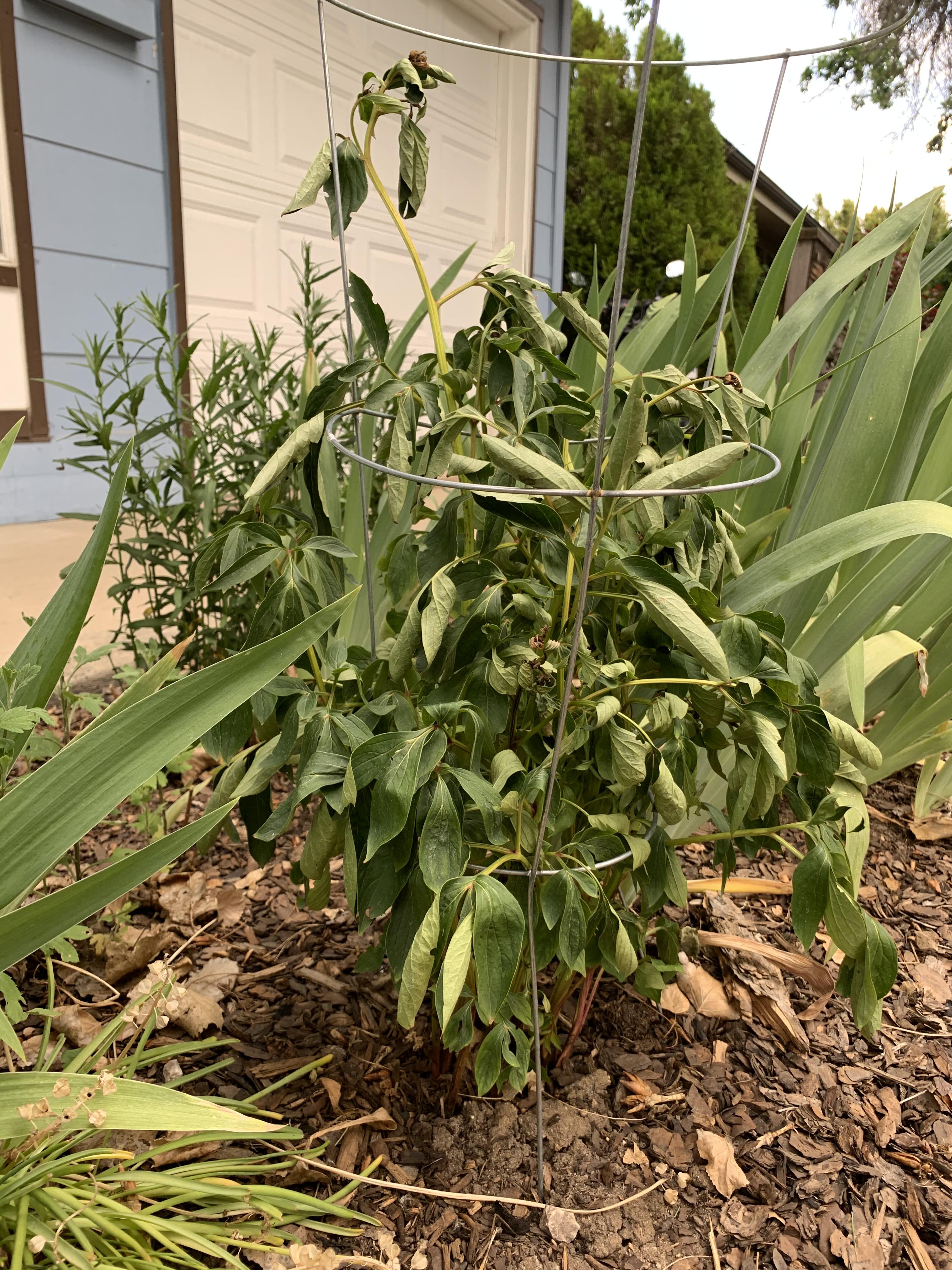 my peony is dying again? (zone 5a/6b) How can i fix this? r/gardening
