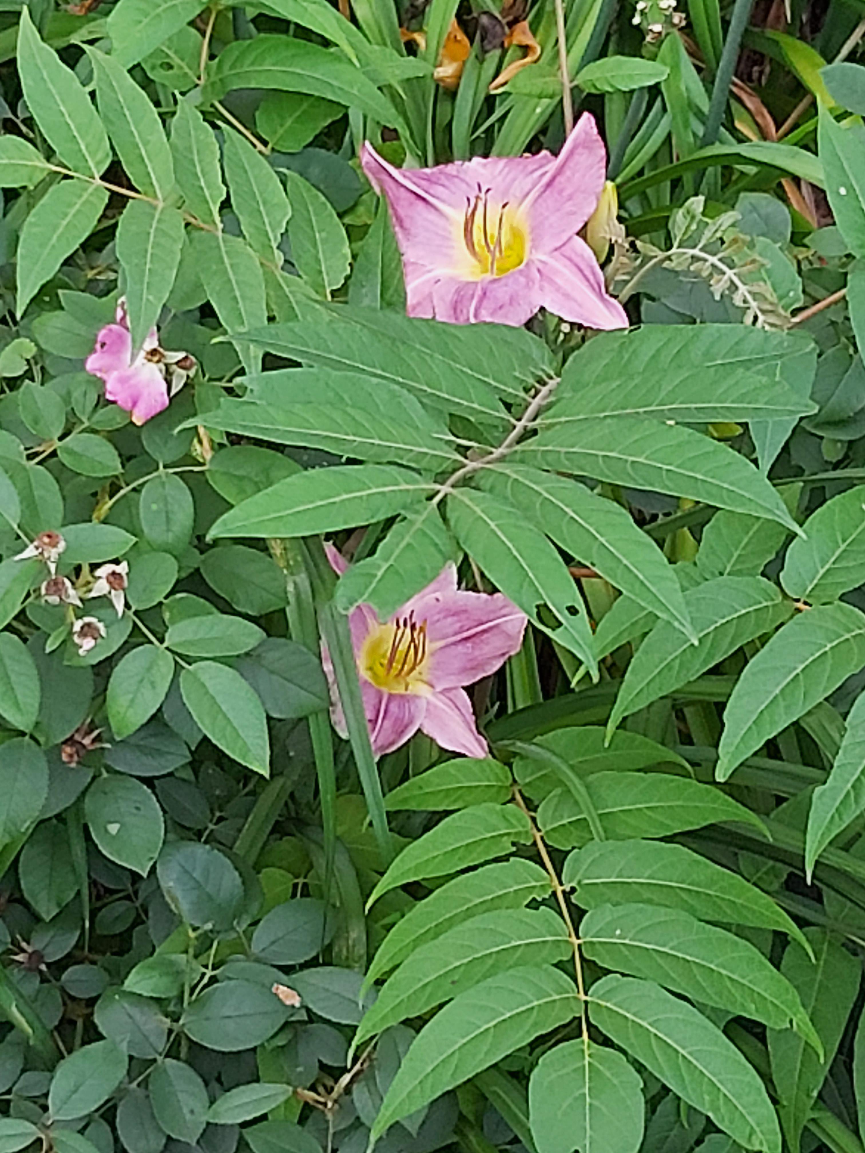 What's this beautiful flower? Illinois r/whatsthisplant