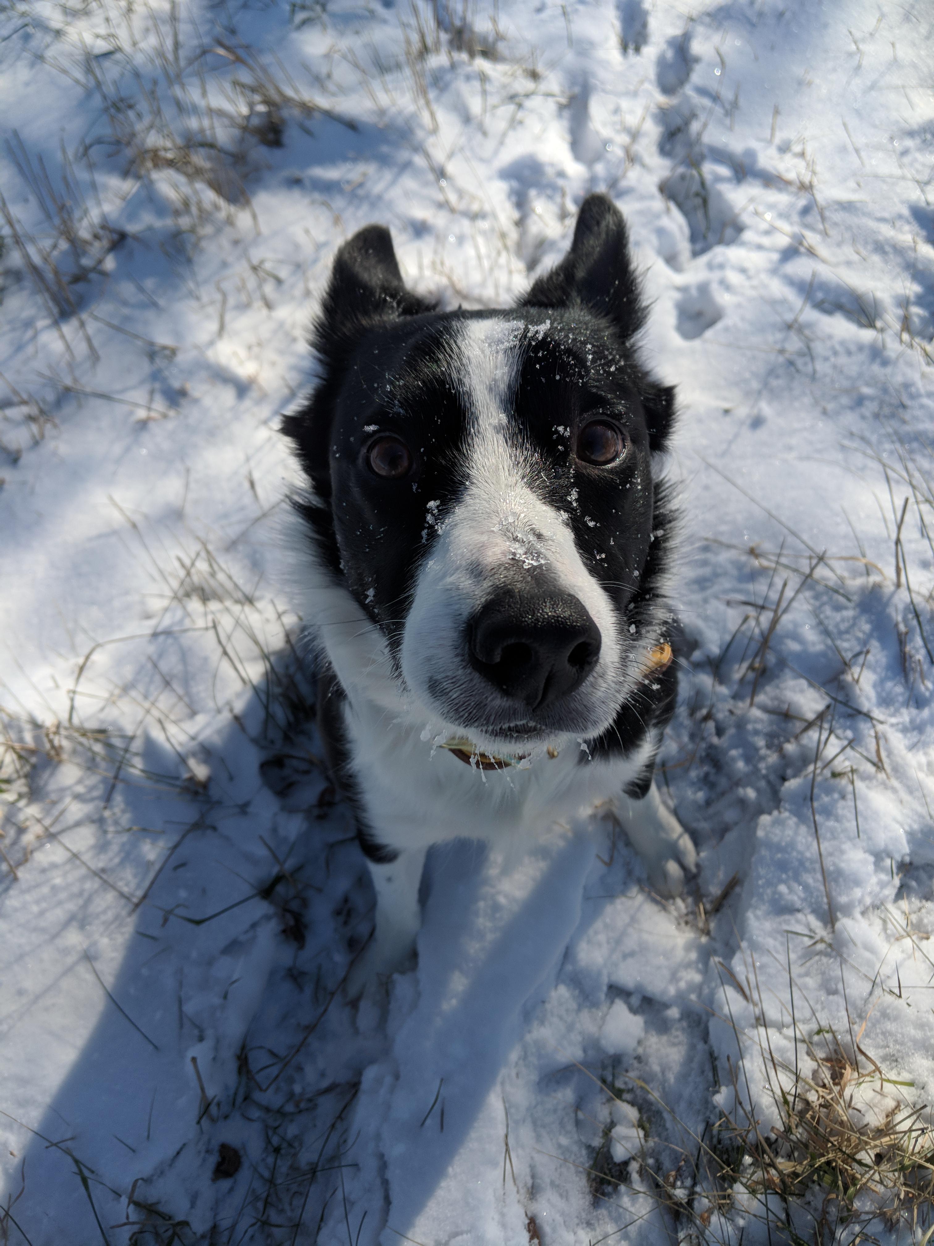 Border Collie playing in the snow on Christmas morning r/aww