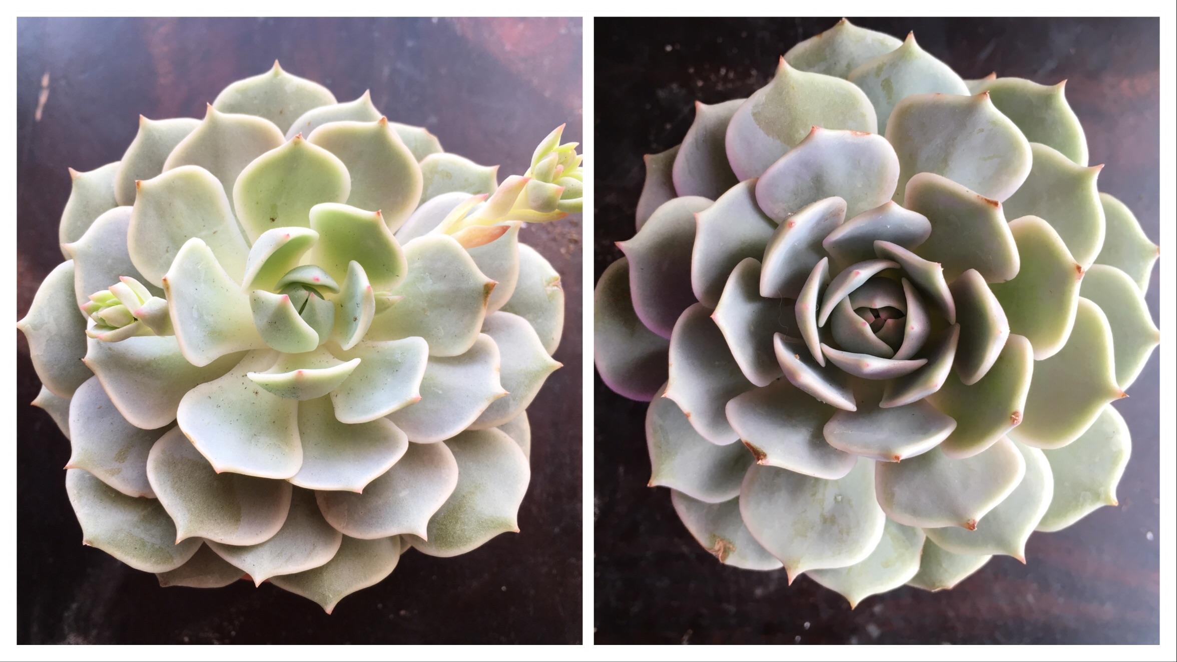 Only three weeks under a grow light r/succulents